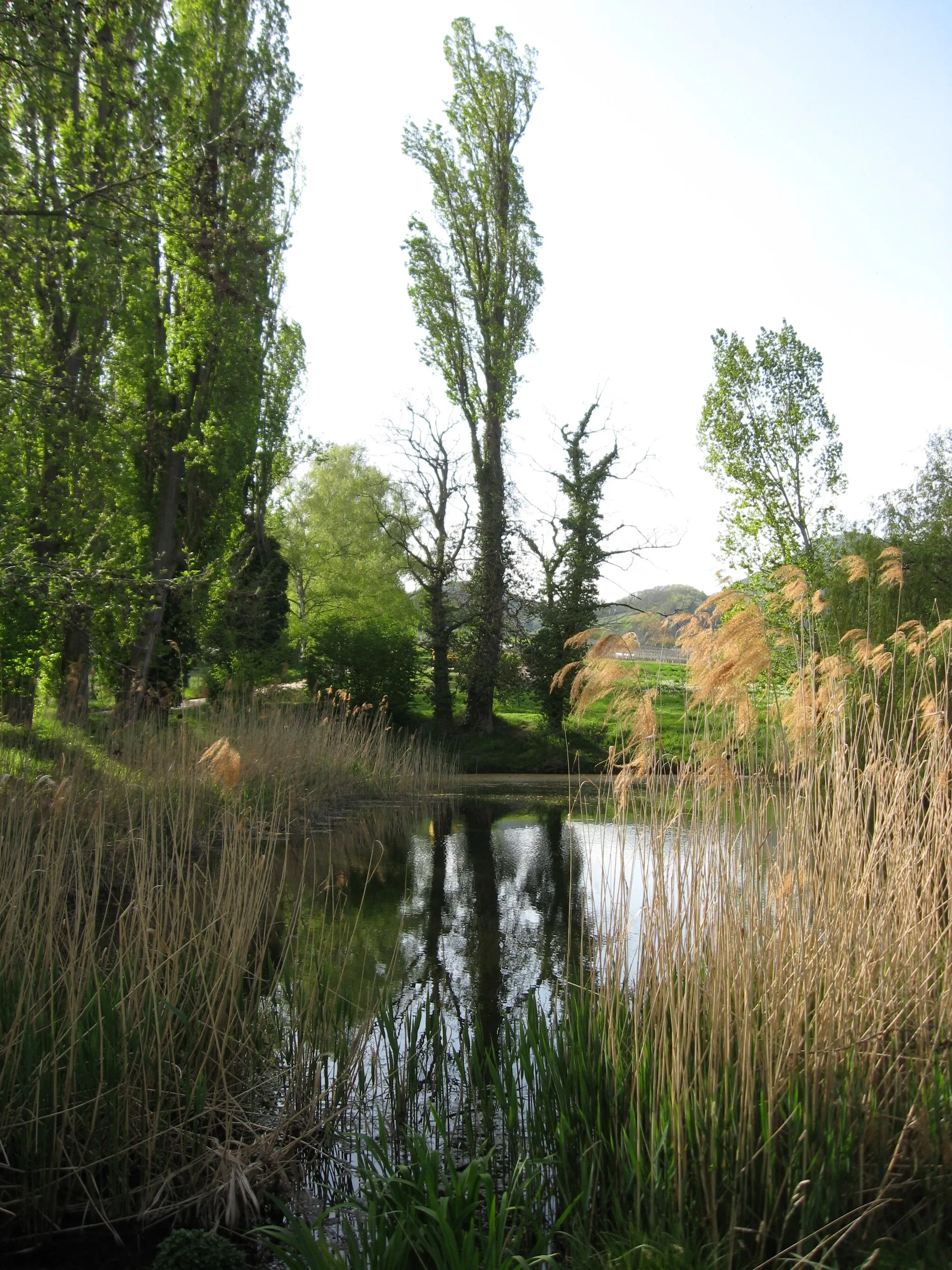 Photo showing: Weiher mit Pappeleinfassung, Naturdenkmal östlich vom Geilweilerhof bei Siebeldingen