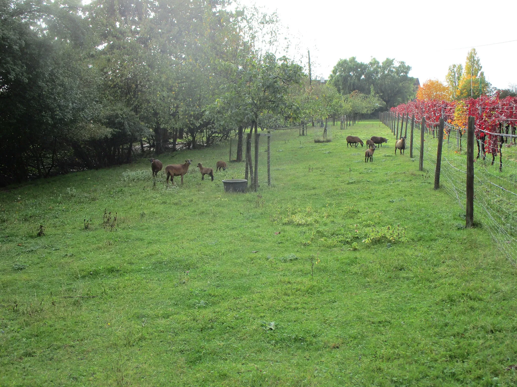 Photo showing: Kamerunschafe in Leinsweiler