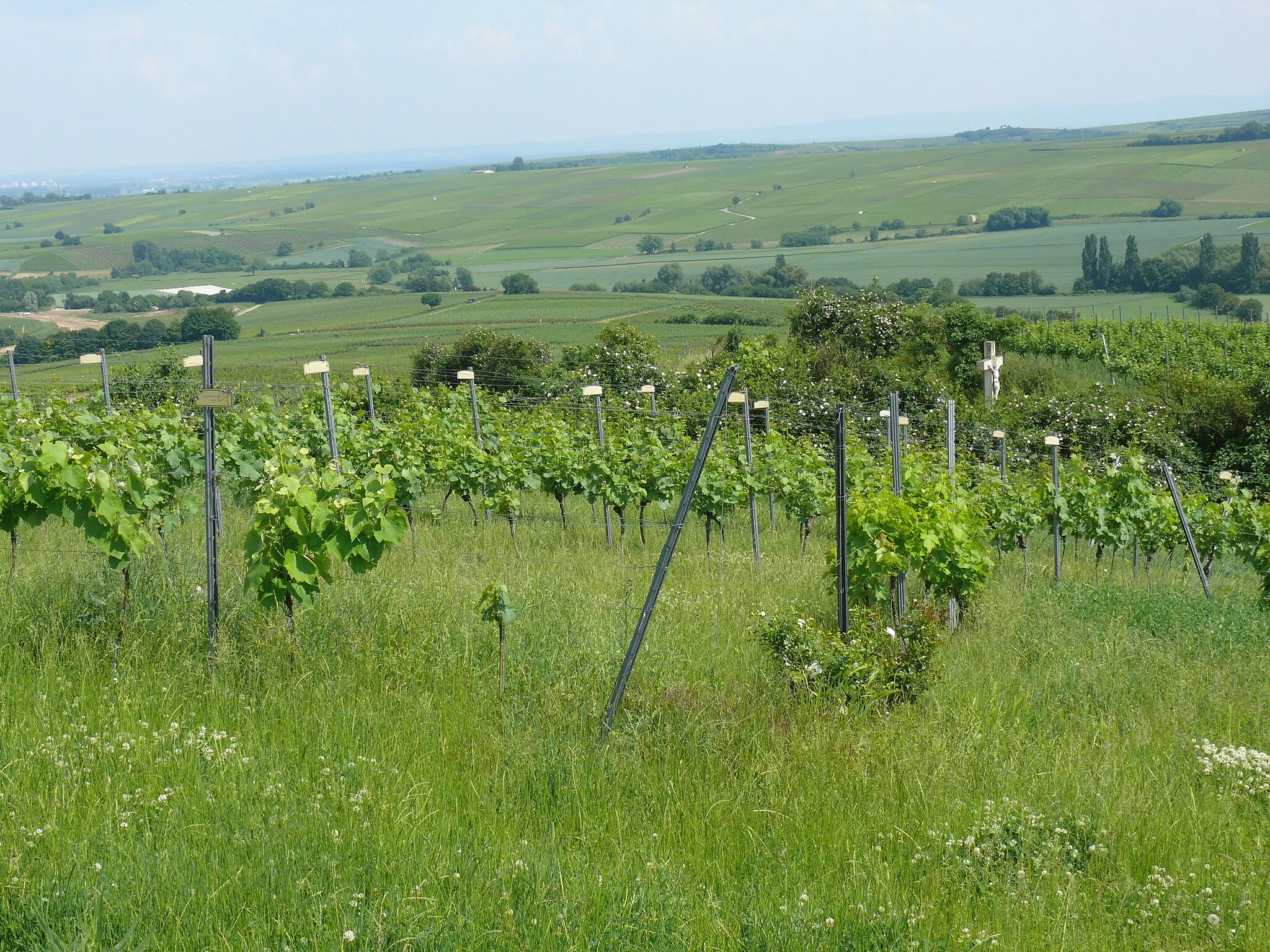 Photo showing: In dem Lehrweinberg sind verschiedene Rebsorten gepflanzt und mit Sortenschildern gekennzeichnet. Auf einer nebenstehenden Tafel sind 13 Weißwein und 9 Rotweinsorten in Tabellenform erklärt.