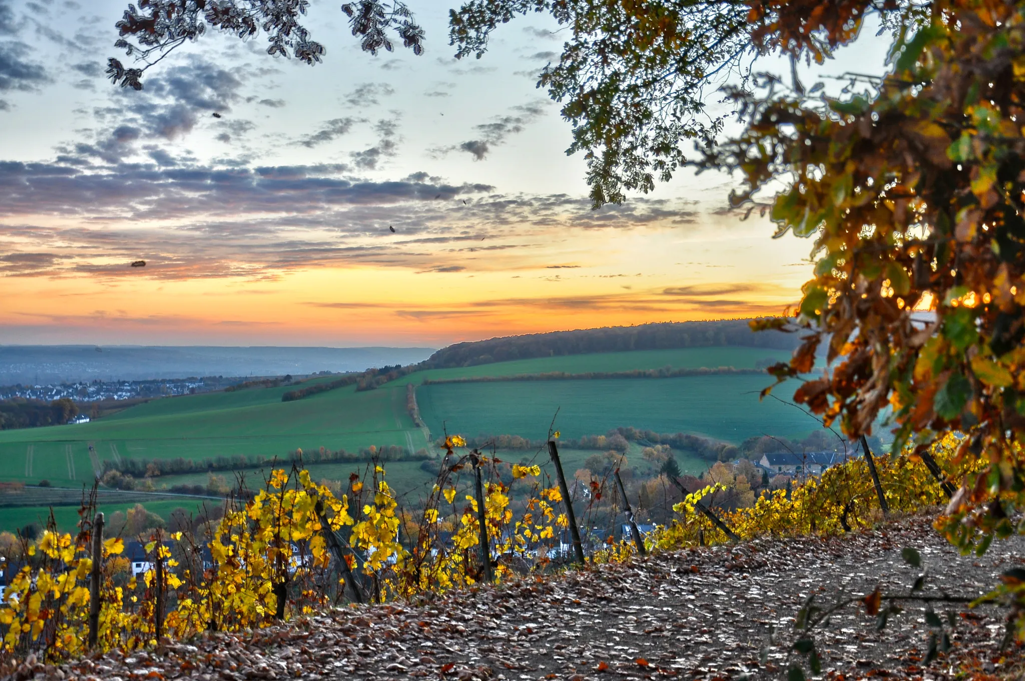 Photo showing: 500px provided description: Autumn Vineyard [#2011 ,#Frauenstein ,#Colors ,#Autumn ,#Sunset ,#Wiesbaden ,#Vineyard ,#kristofz]