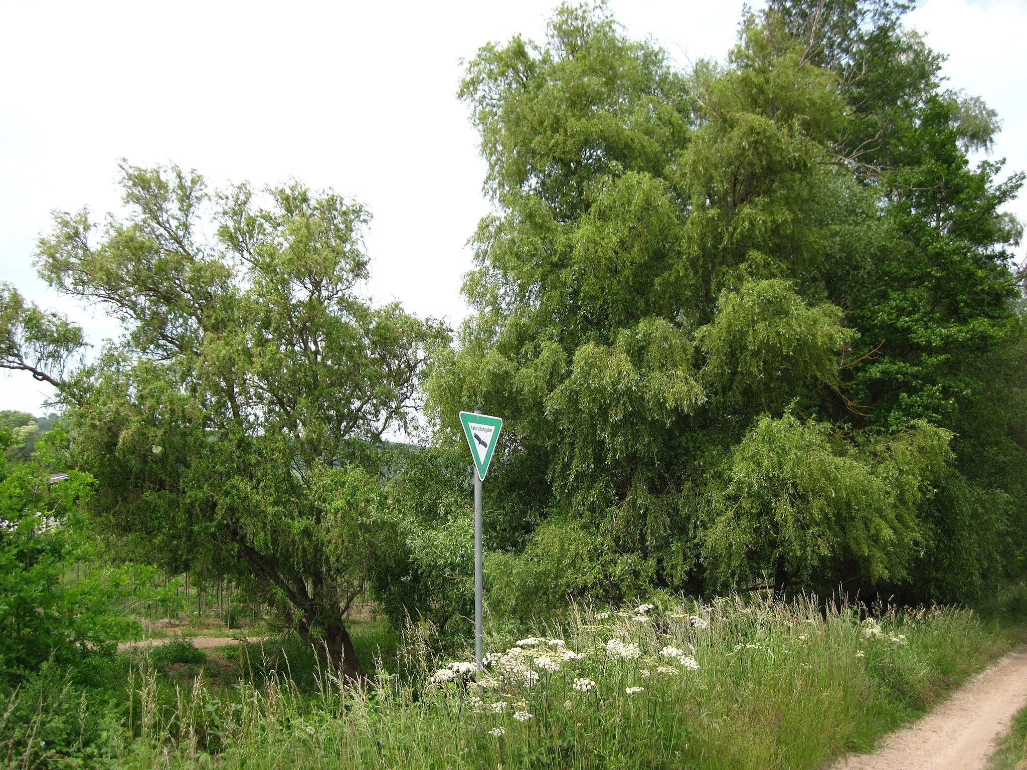 Photo showing: Naturschutzgebiet Gartenwiese im Landkreis Mainz-Bingen (Ingelheim / Schwabenheim): Blick auf den Ufergehölzsaum der Selz aus Weiden und Erlen unterhalb des Sportplatzes von Großwinternheim.