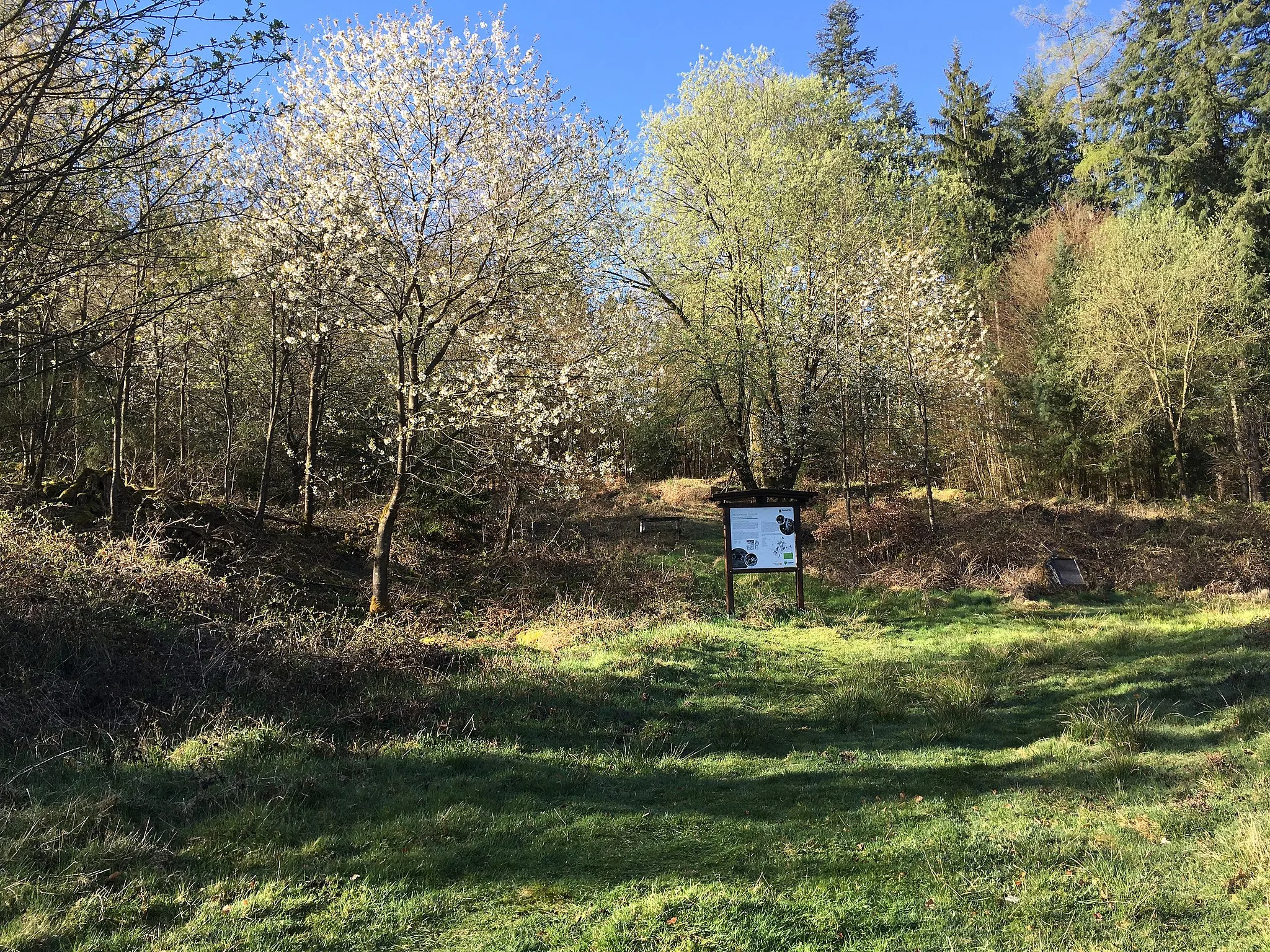 Photo showing: Hofruine Geißkopf mit blühenden Kirschbäumen und Infotafel