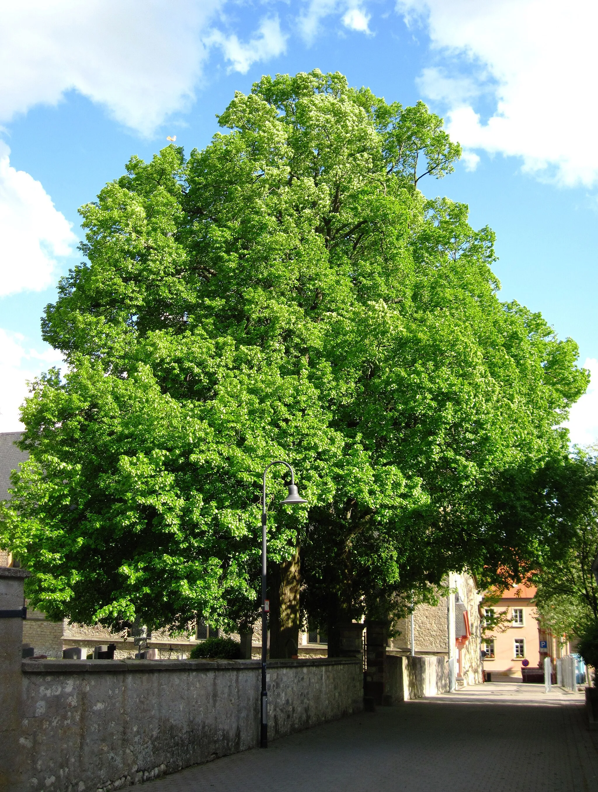 Photo showing: Naturdenkmal: Zwei Baumgruppen auf dem Friedhof, Ober-Olm, Schulstraße. Zwei Winterlinden (Tilia cordata) am nordwestlichen Friedhofstor.