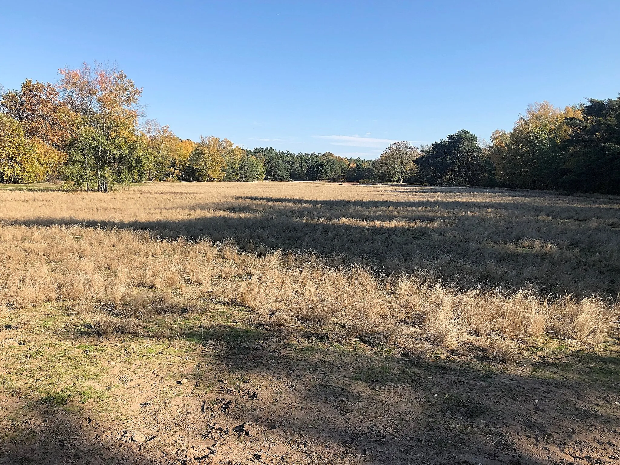 Photo showing: Das Naturdenkmal Silbergrasflur in Birkenheide ist ein südlich der Ortes gelegener Sandmagerrasen