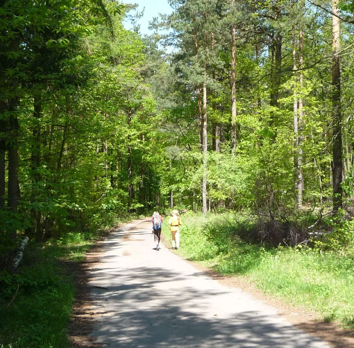 Photo showing: Waldweg