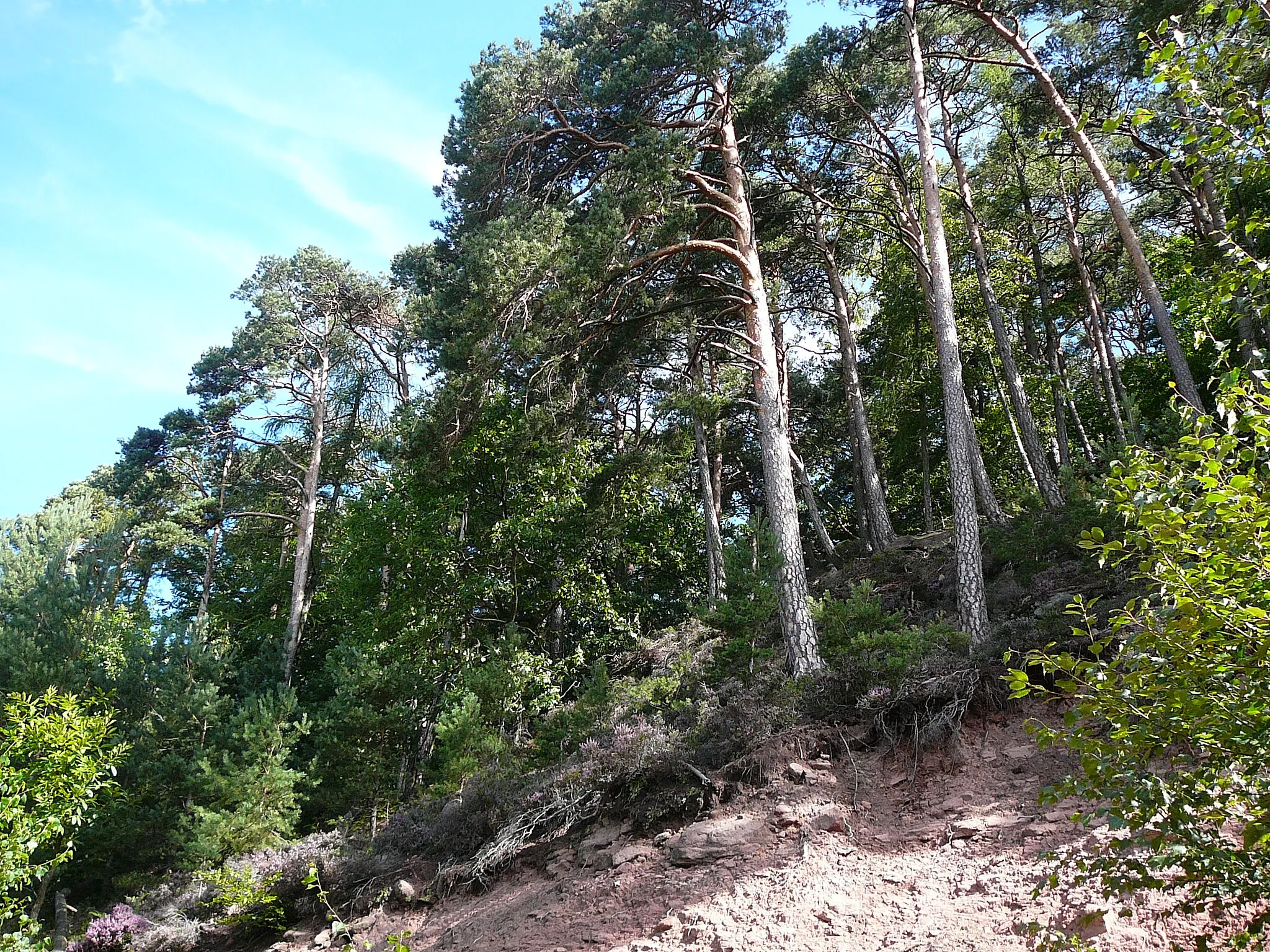 Photo showing: Pinus sylvestris 200 years old, Rehbergs, Rhineland-Palatinate
