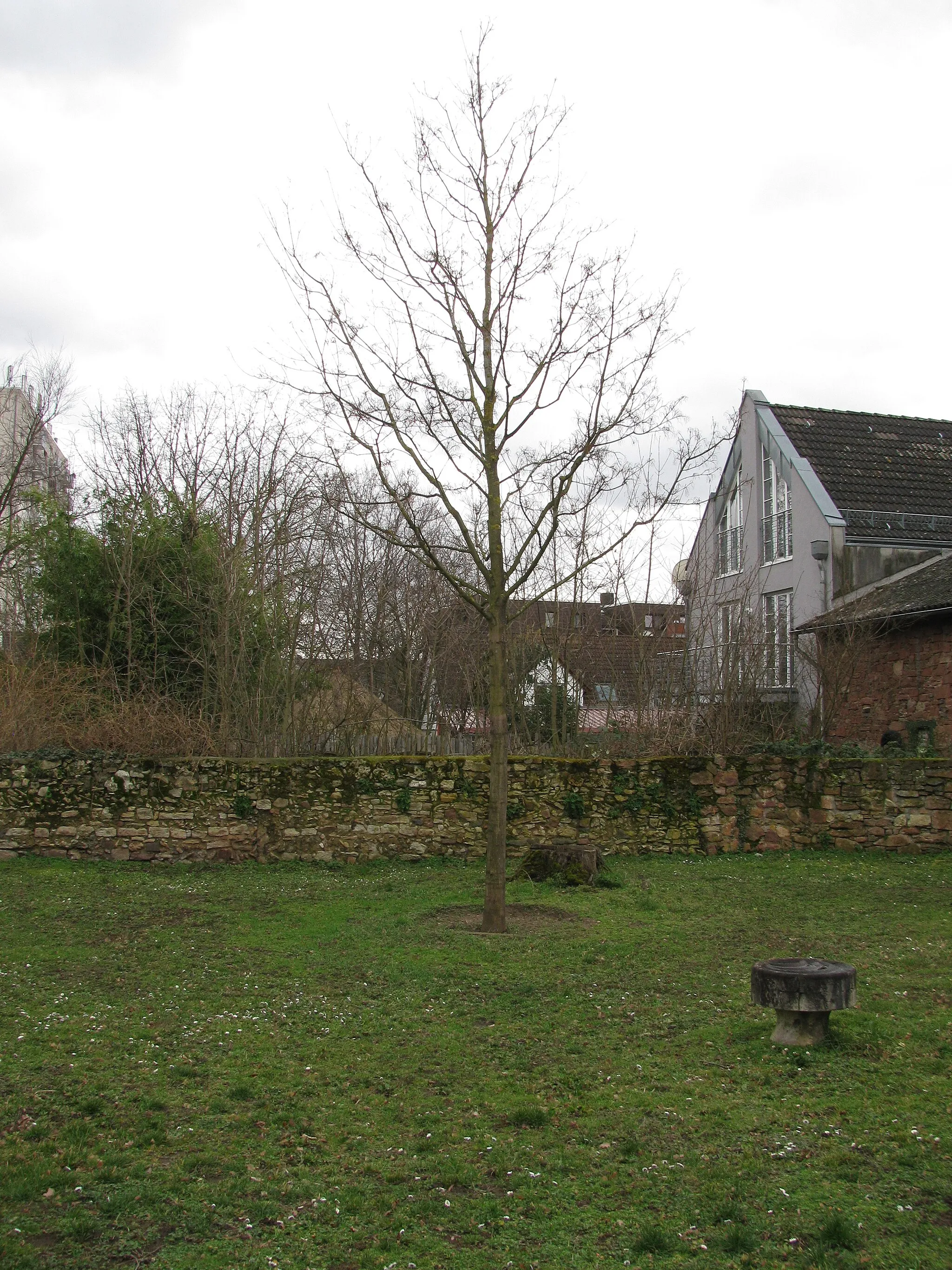 Photo showing: der Standort der ehemaligen Rotbuche am Rande des Friedhofs von Raunheim und eine neu gepflanzte Rotbuche