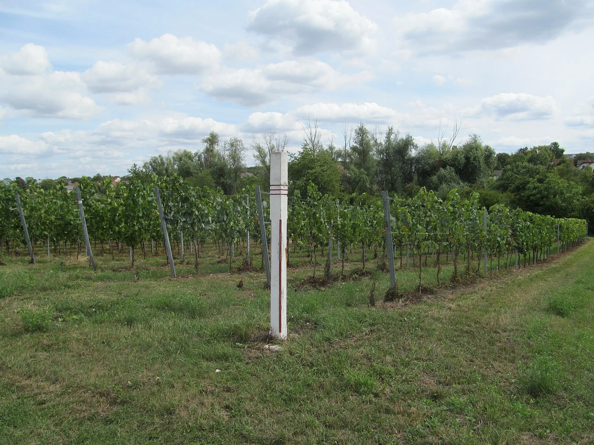 Photo showing: Grenzmarkierung an einer Feldecke eines Rebstocks bei Nierstein