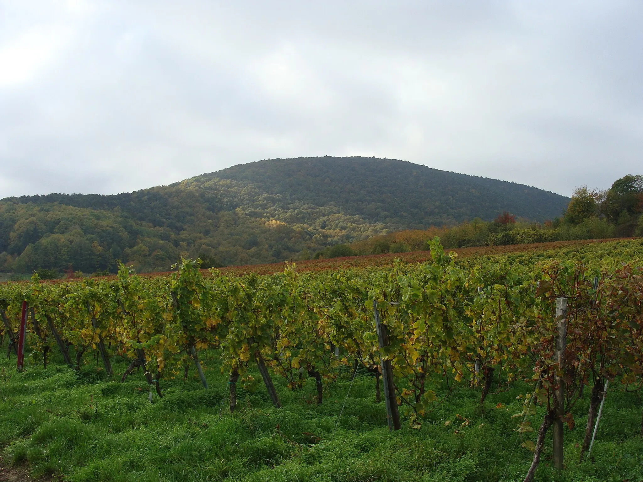 Photo showing: Breitenberg (Haardt) im Pfälzerwald - 545 m