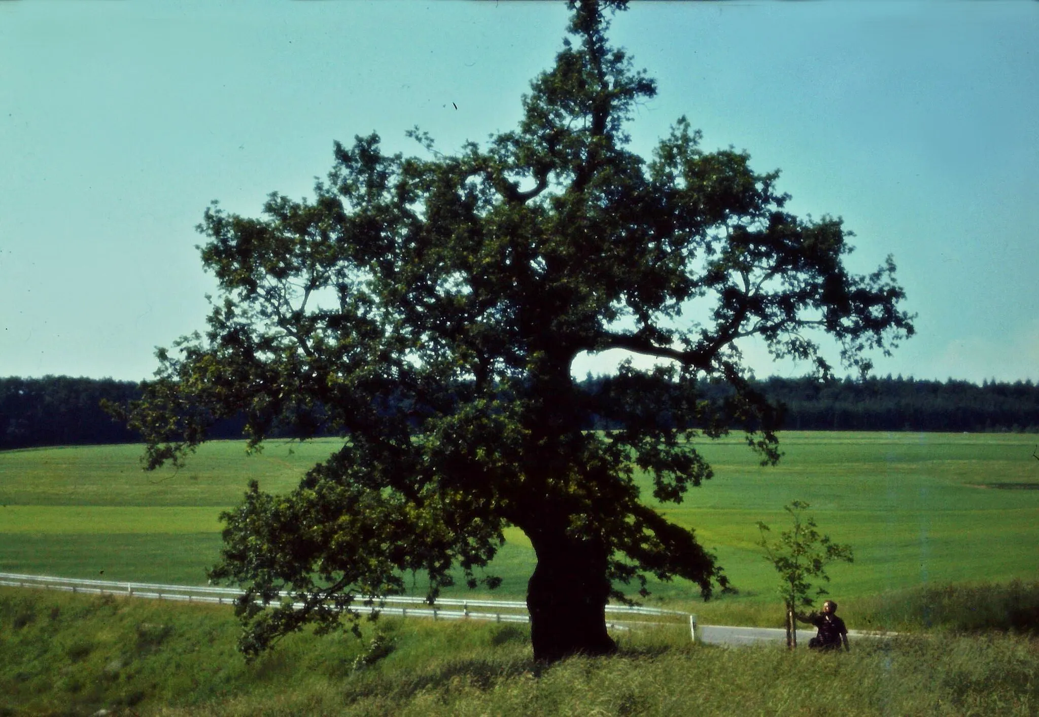 Photo showing: Muhleiche in Börsborn; daneben die damals neu gepflanzte Eiche.