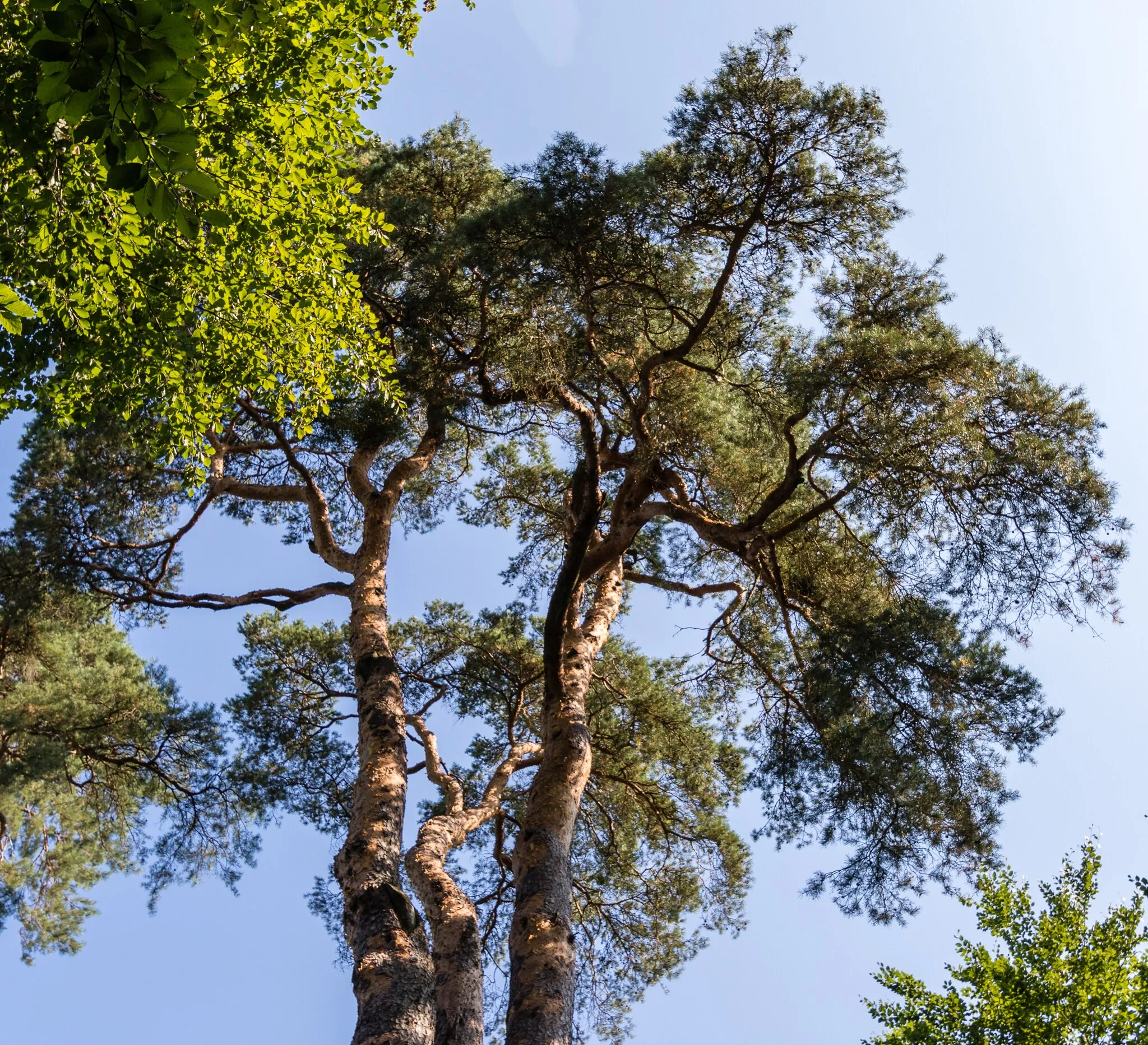 Photo showing: Designation: Pine Description: Pinus sylvestris Place: Local municipality Steinfeld, Collective municipality Bad Bergzabern, District Südliche Weinstraße, Rhineland-Palatinate, Germany
Open-field system: Spielböhl