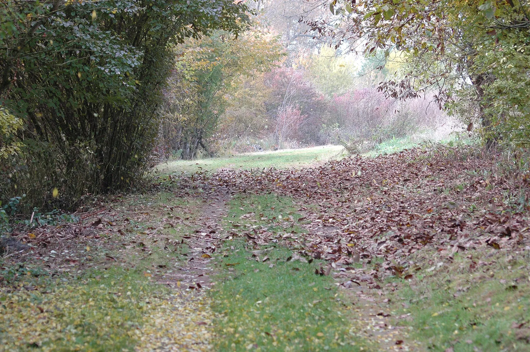 Photo showing: Field, 55294 Bodenheim, Germany