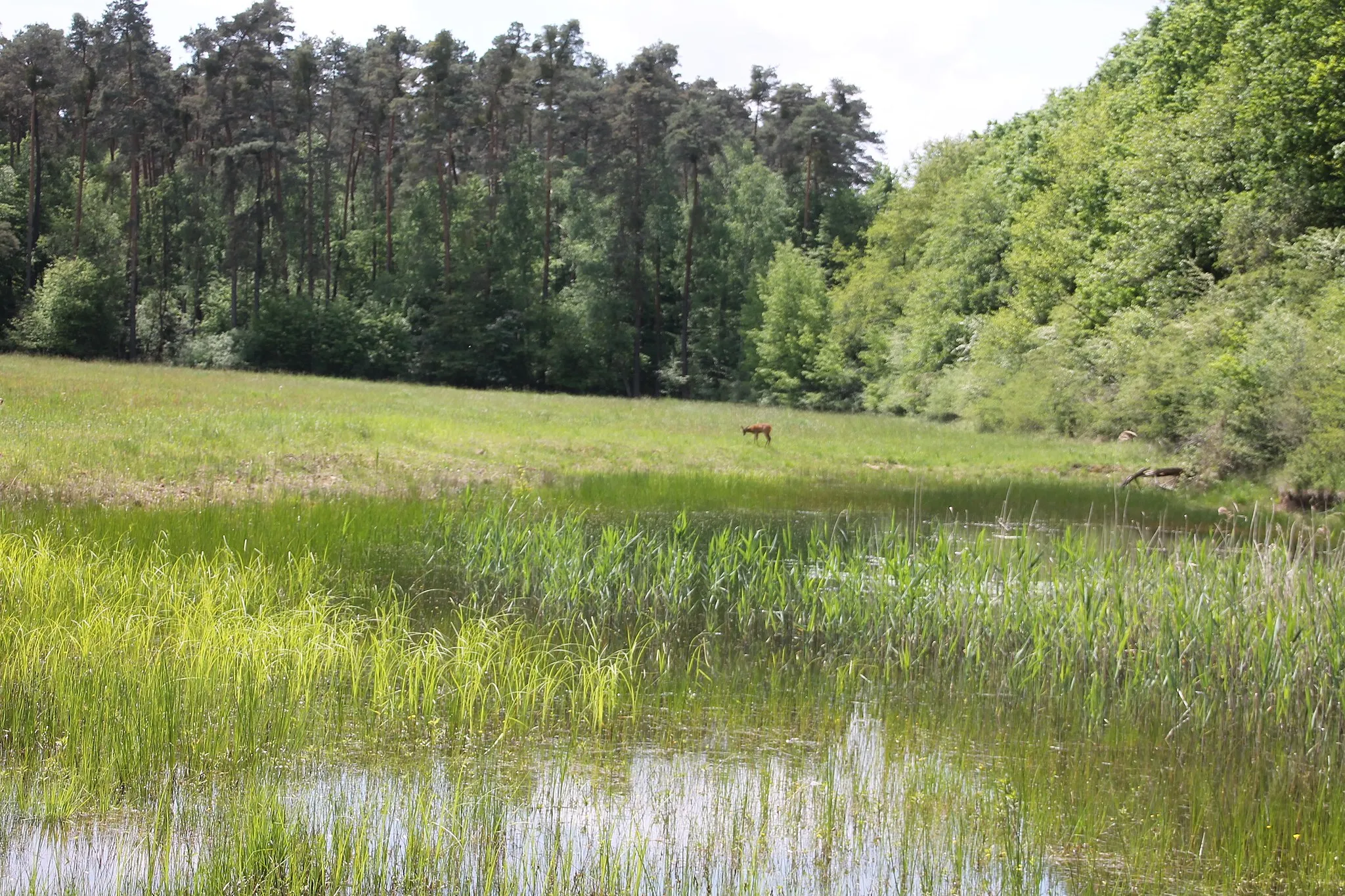 Photo showing: Naturschutzgebiet „Böhler Bruch-Kandelwiese“: hinterer Teil, Richtung Westen mit Tümpel