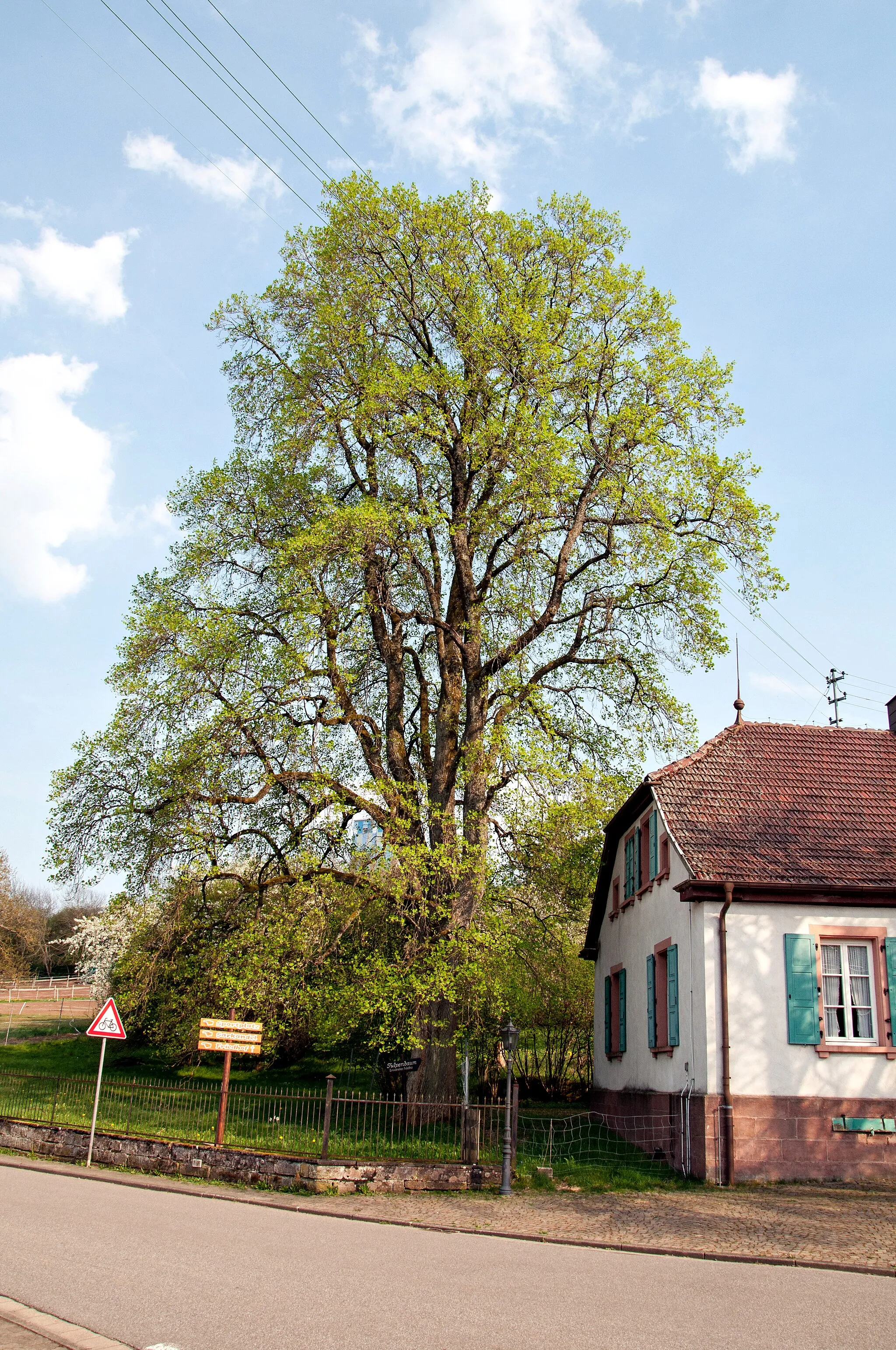 Photo showing: Naturdenkmal Tulpenbaum (ND-7340-282). Trippstadter Straße in Schmalenberg (Pfalz)