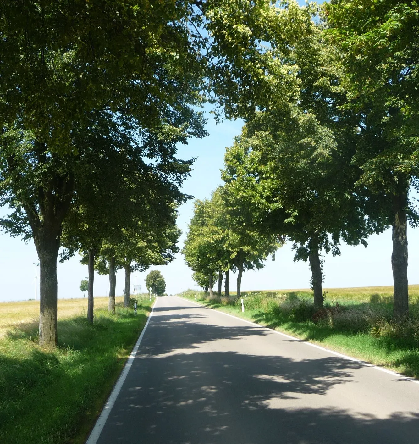 Photo showing: Allee