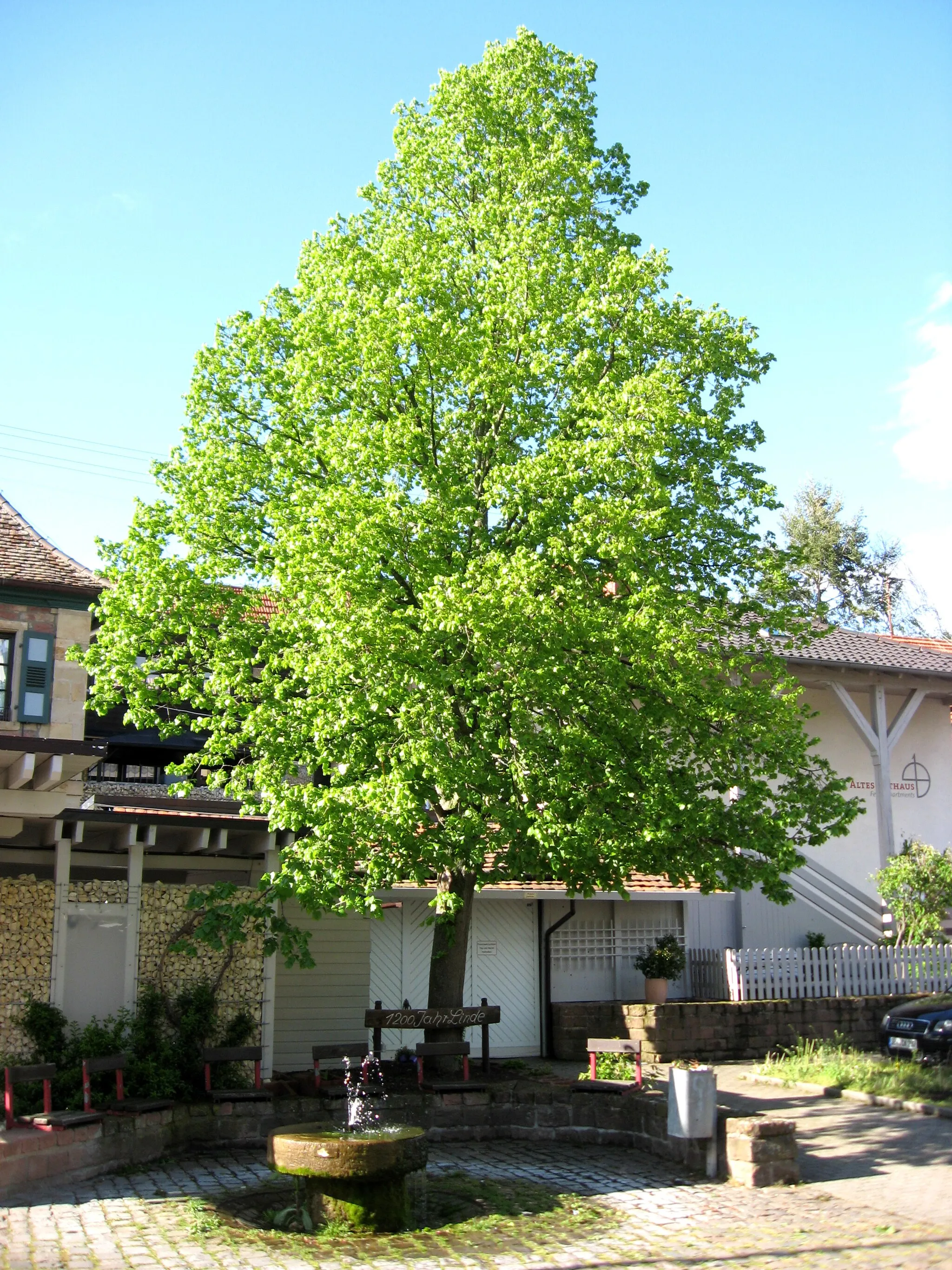 Photo showing: Linde auf dem Dorfplatz von Hainfeld; gepflanzt bei der 1200-Jahr-Feier im Jahr 2000