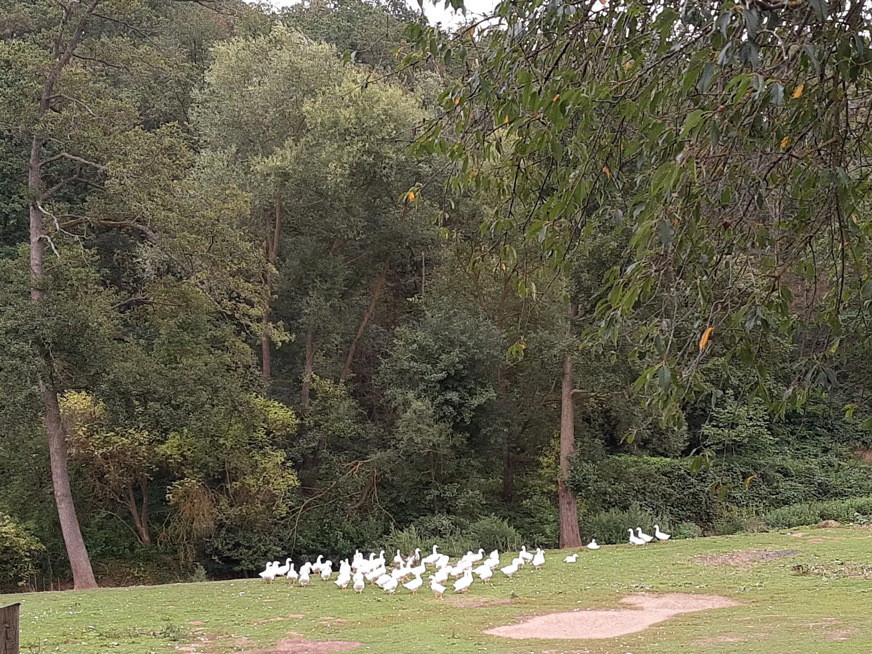 Photo showing: Flock of geese near forest, Wöllstein