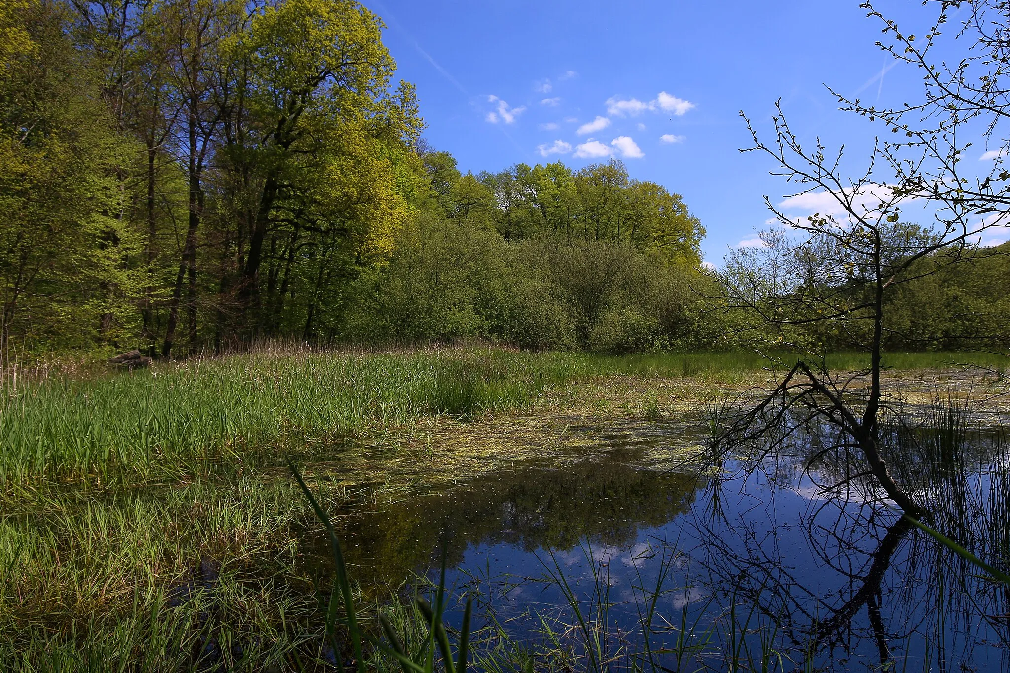 Photo showing: Naturschutzgebiet „Faulbruch bei Erzhausen“ (NSG 1432028)