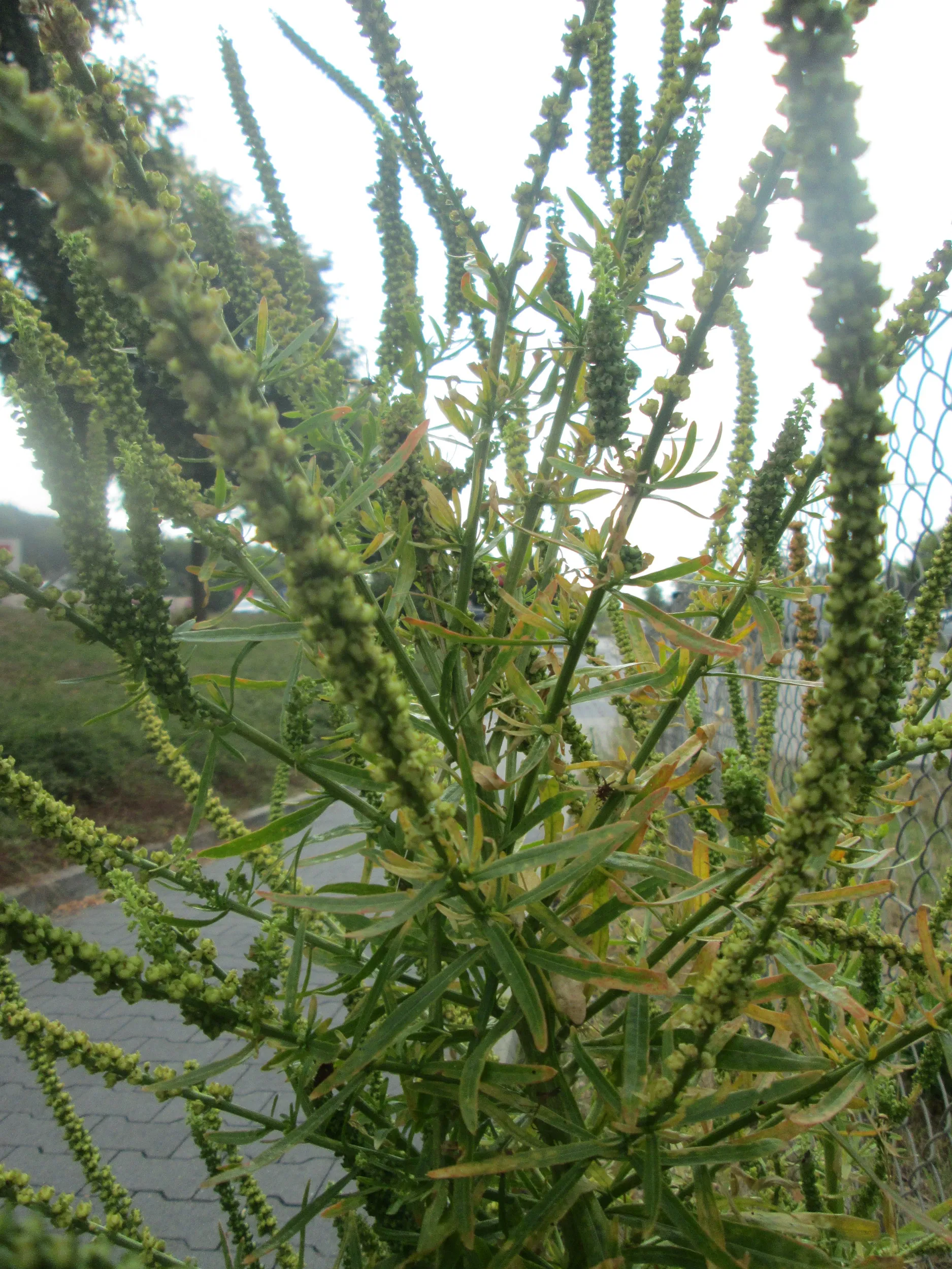 Photo showing: Färber-Wau (Reseda luteola) in Bruchmühlbach-Miesau