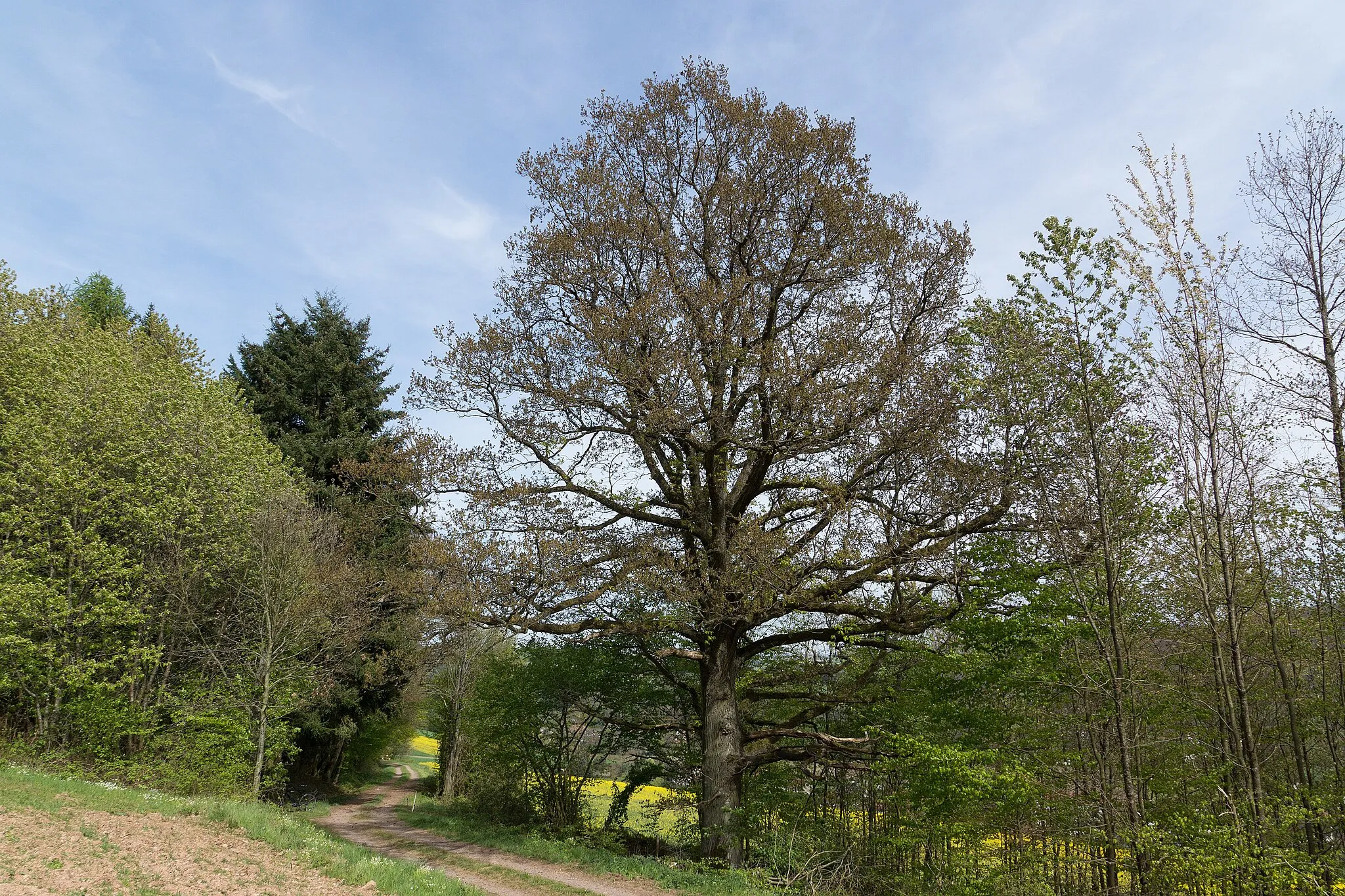 Photo showing: Eiche nordöstlich Rathsweiler, unterhalb Hohlbusch