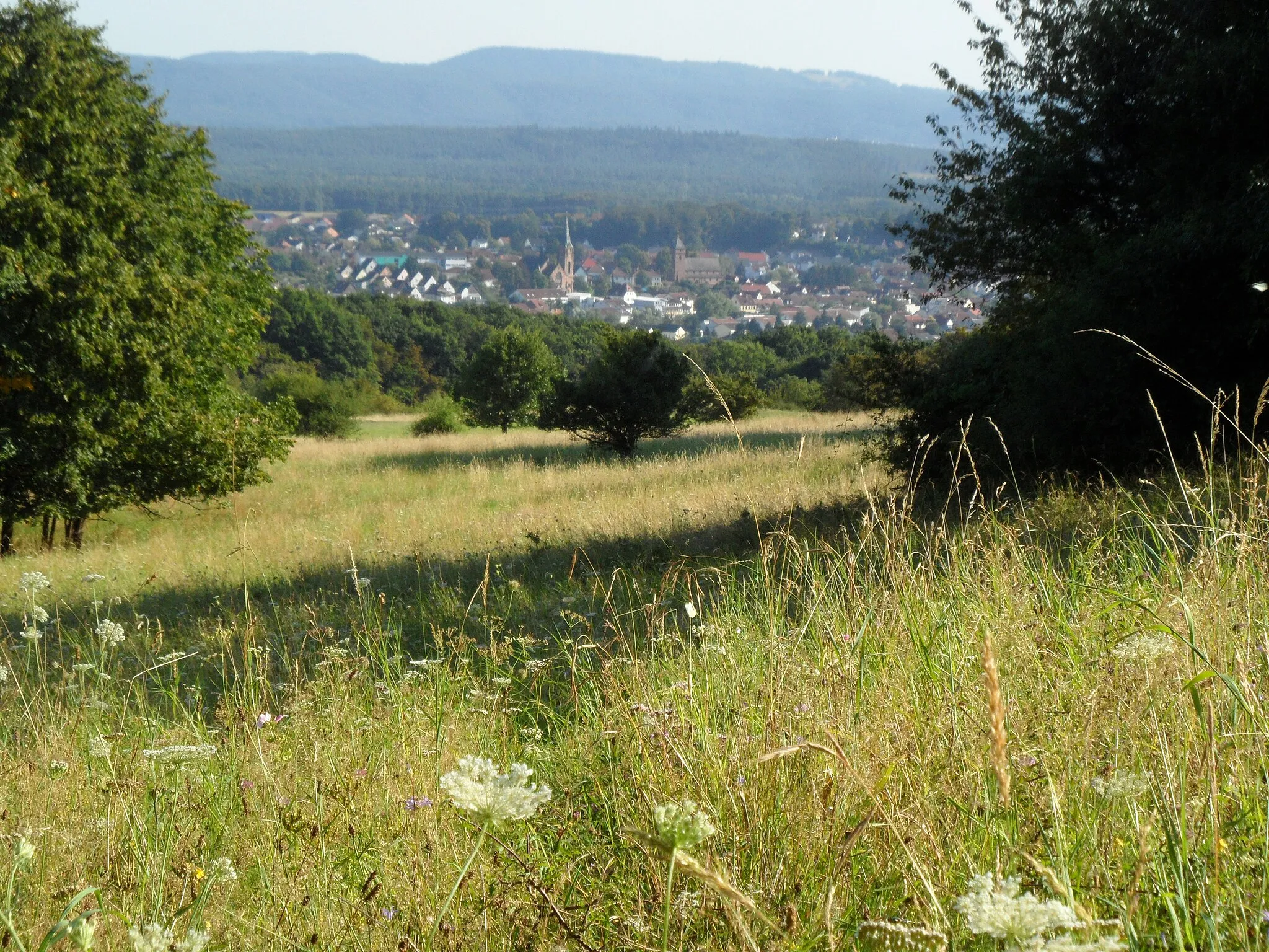 Photo showing: Naturschutzgebiet (NSG) „Magerwiesen am Eulenkopf“, Gemarkung Erzenhausen, VG Weilerbach, Landkreis Kaiserslautern