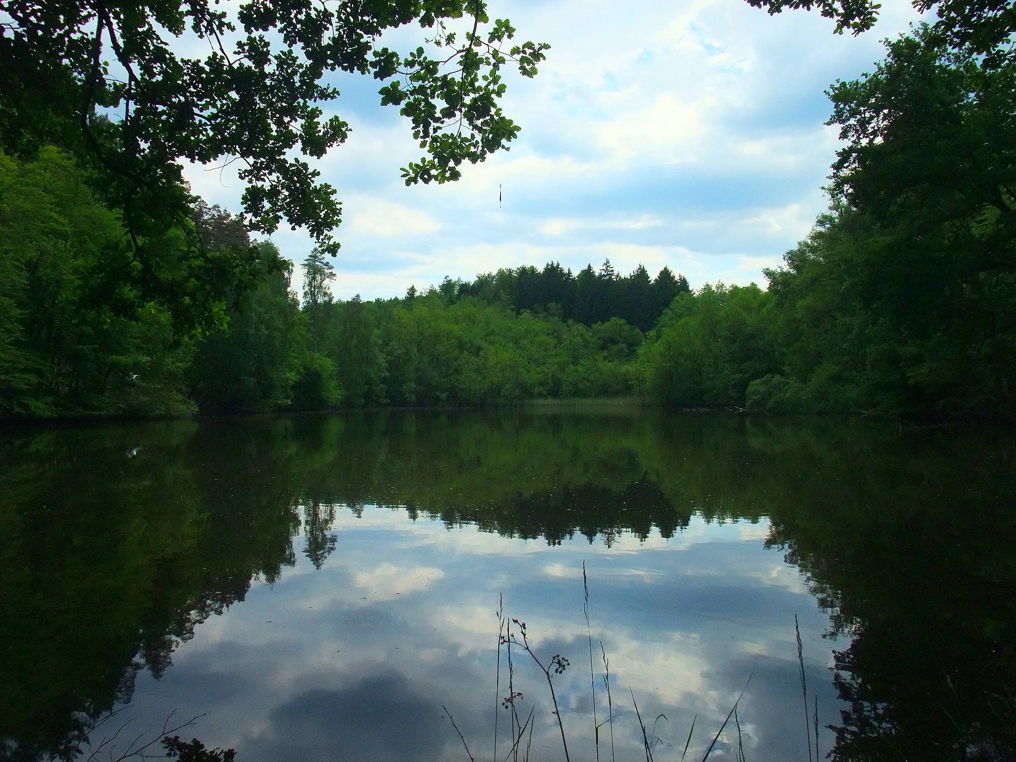 Photo showing: Der Krebsweiher unterhalb der Pfrimm-Quelle (südlich von Pfrimmerhof)