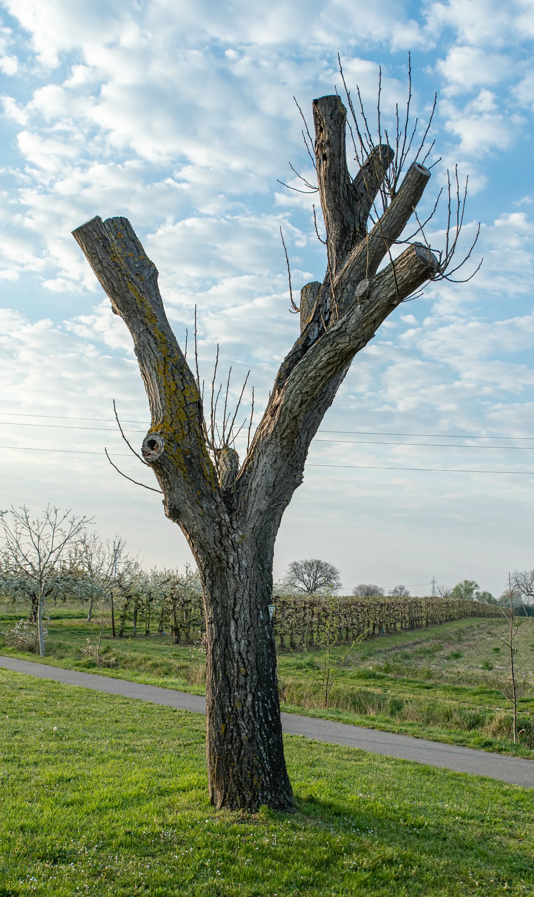 Photo showing: Date of the regulation: 10/25/1974 Description: Two walnut trees (Juglans regia) Place: Local municipality Meckenheim (Pfalz), Collective municipality Deidesheim, Rural district Bad Dürkheim, Rhineland-Palatinate, Germany Location: Böhler Straße, at the southern village exit