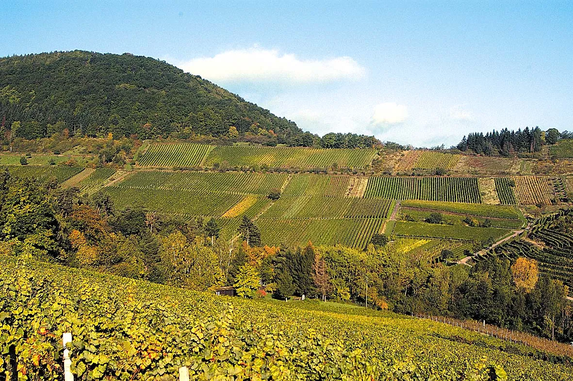 Photo showing: wine location, Dr.Wehrheim, Kastanienbusch, Birkweiler, Pfalz