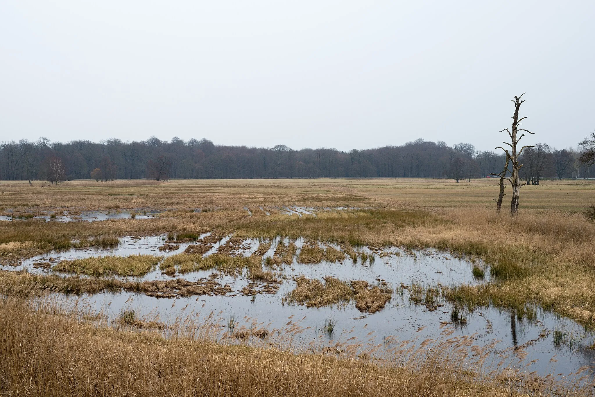 Photo showing: Nature reserve Moenchbruch, Hesse, Germany.