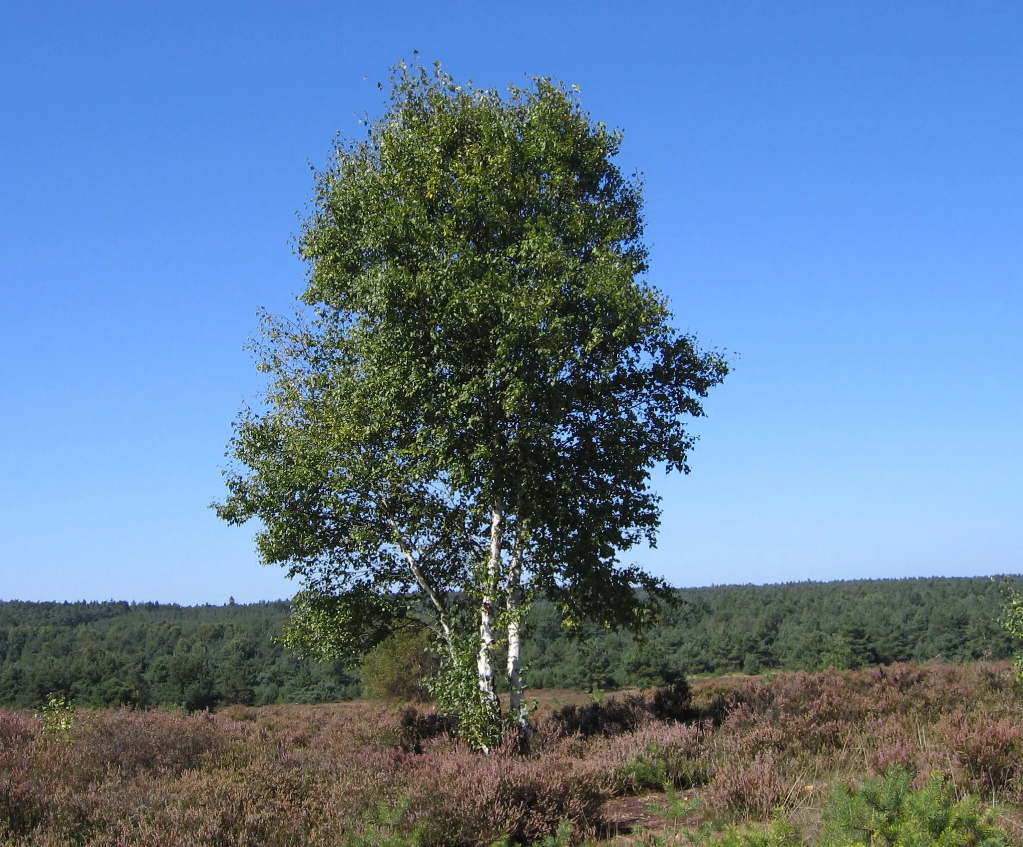 Photo showing: view of Mehlinger Heide, Mehlingen, Germany