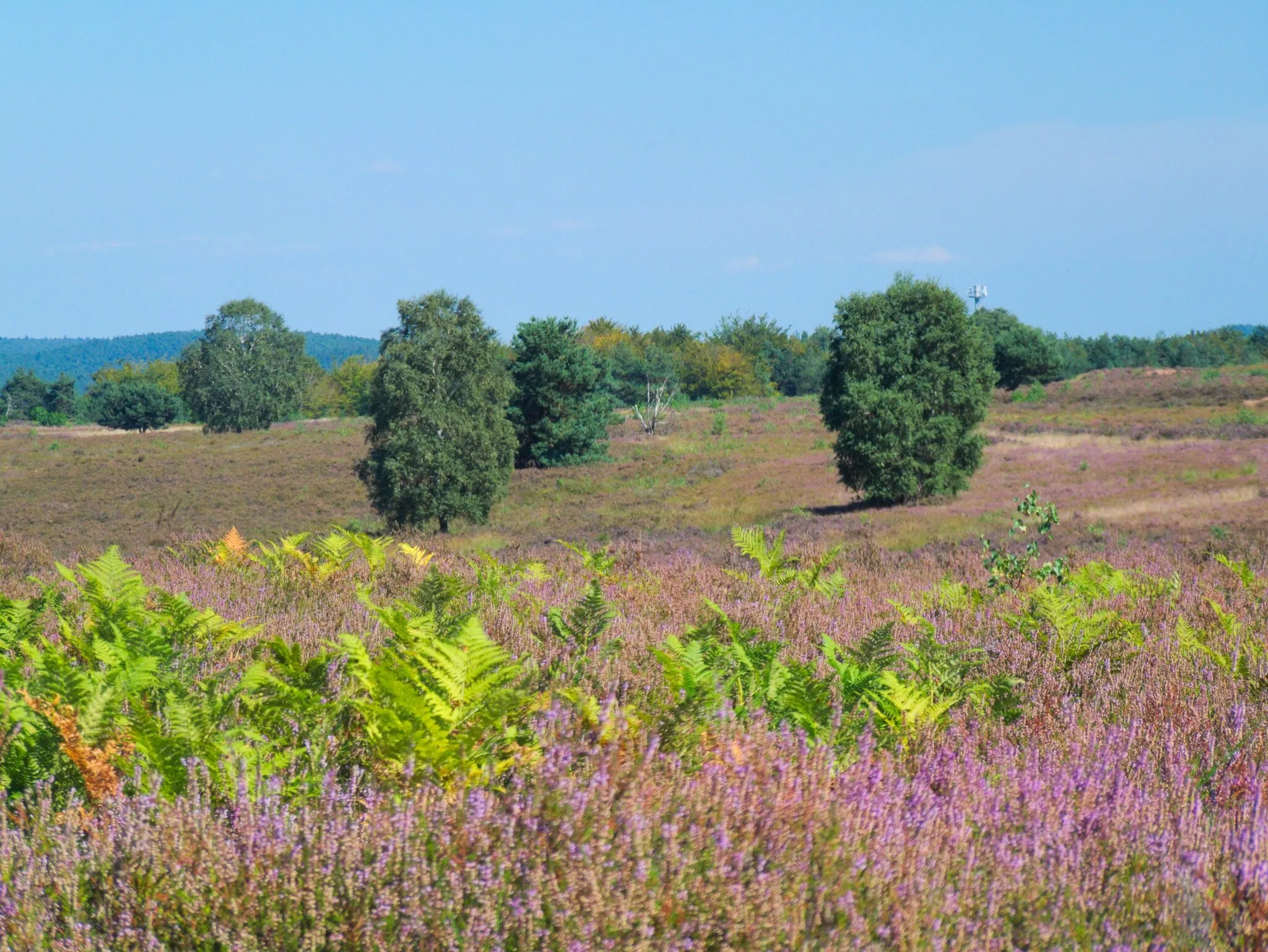 Photo showing: Flowering season in the Mehlinger Heath, Germany.