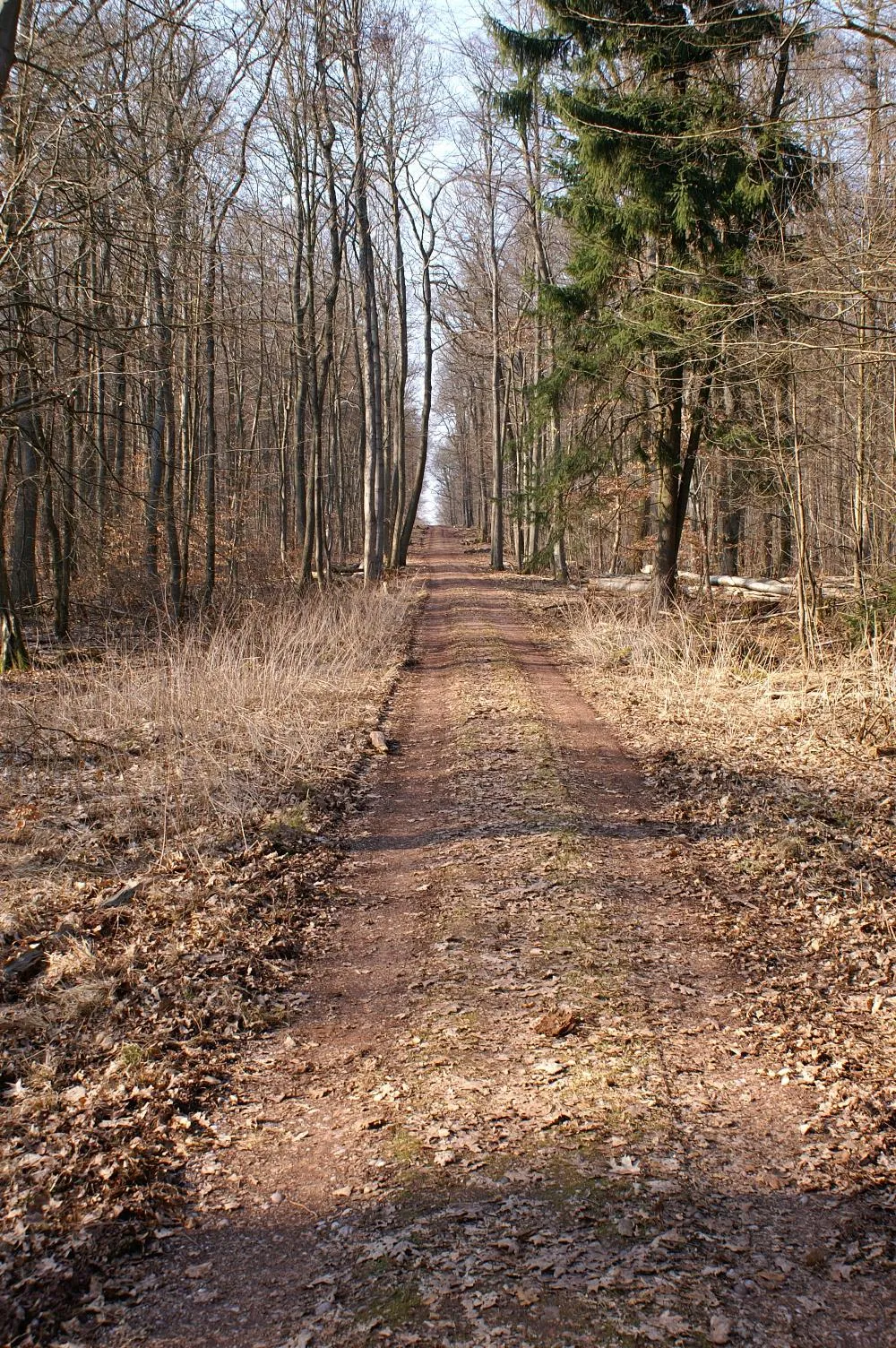 Photo showing: Apfelallee, Verbindung zur Karlslust