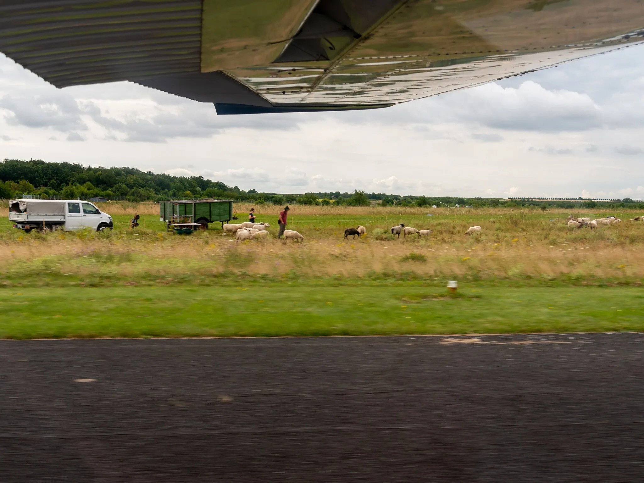 Photo showing: Sheep to maintain grass on an airfield