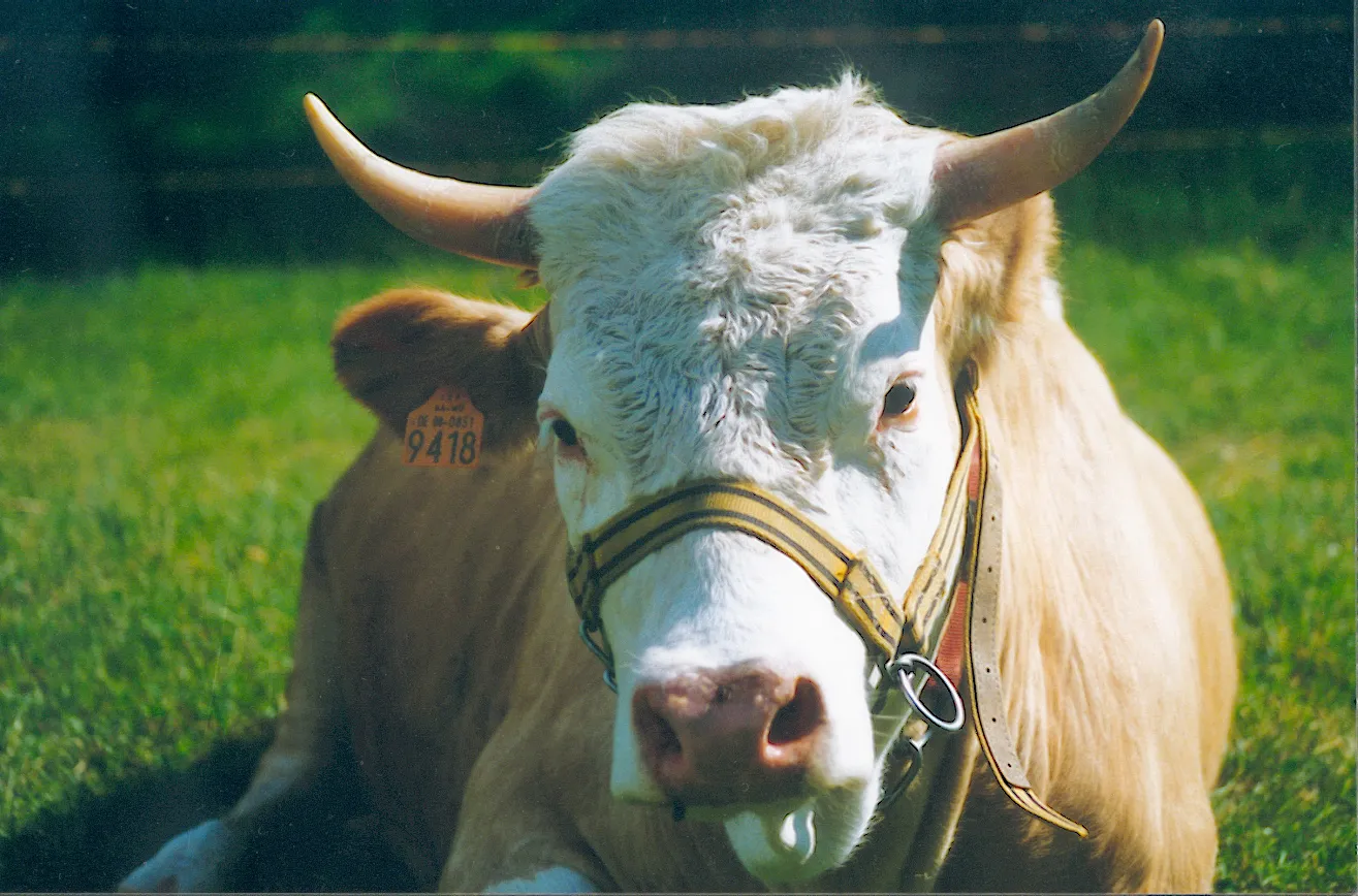 Photo showing: Description: a lying cow of the breed Hinterwälder

Author: Stefan Stegemann
Date: July 1997
License: