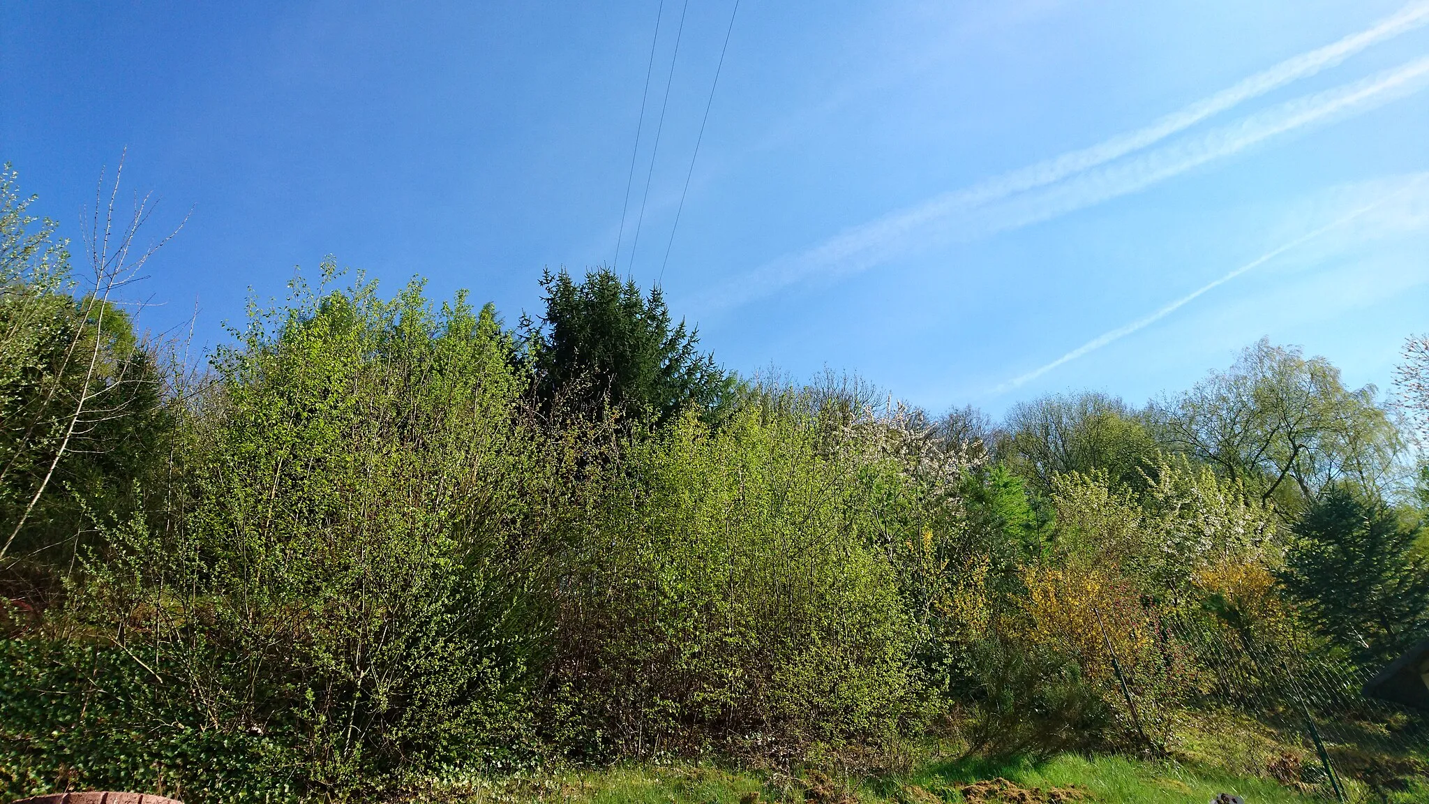 Photo showing: Zu sehen sind einige Baumkronen eines Waldes in der Pfalz.