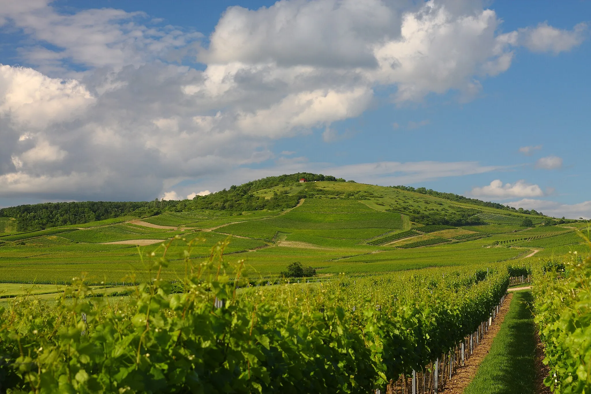 Photo showing: View on the Zotzenheim Horn (Napoleons Height), 270m absolute altitude, part of the Rhine Hessian Hill Country within Rhineland-Palatinate, Germany. Coordinates: 49° 52' 58.14" N, 7° 59' 17.78" E