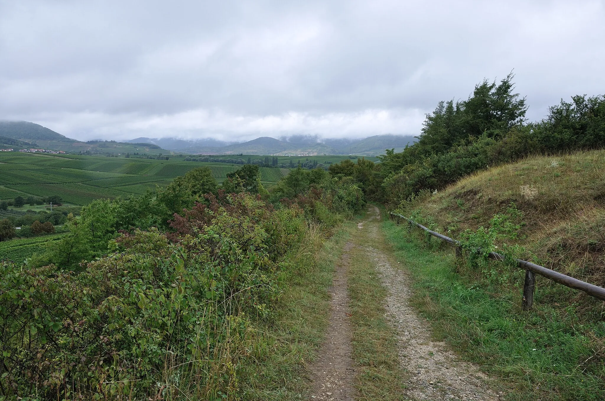 Photo showing: Weg auf der Kleinen Kalmit, ein Naturschutzgebiet im Pfälzerwald