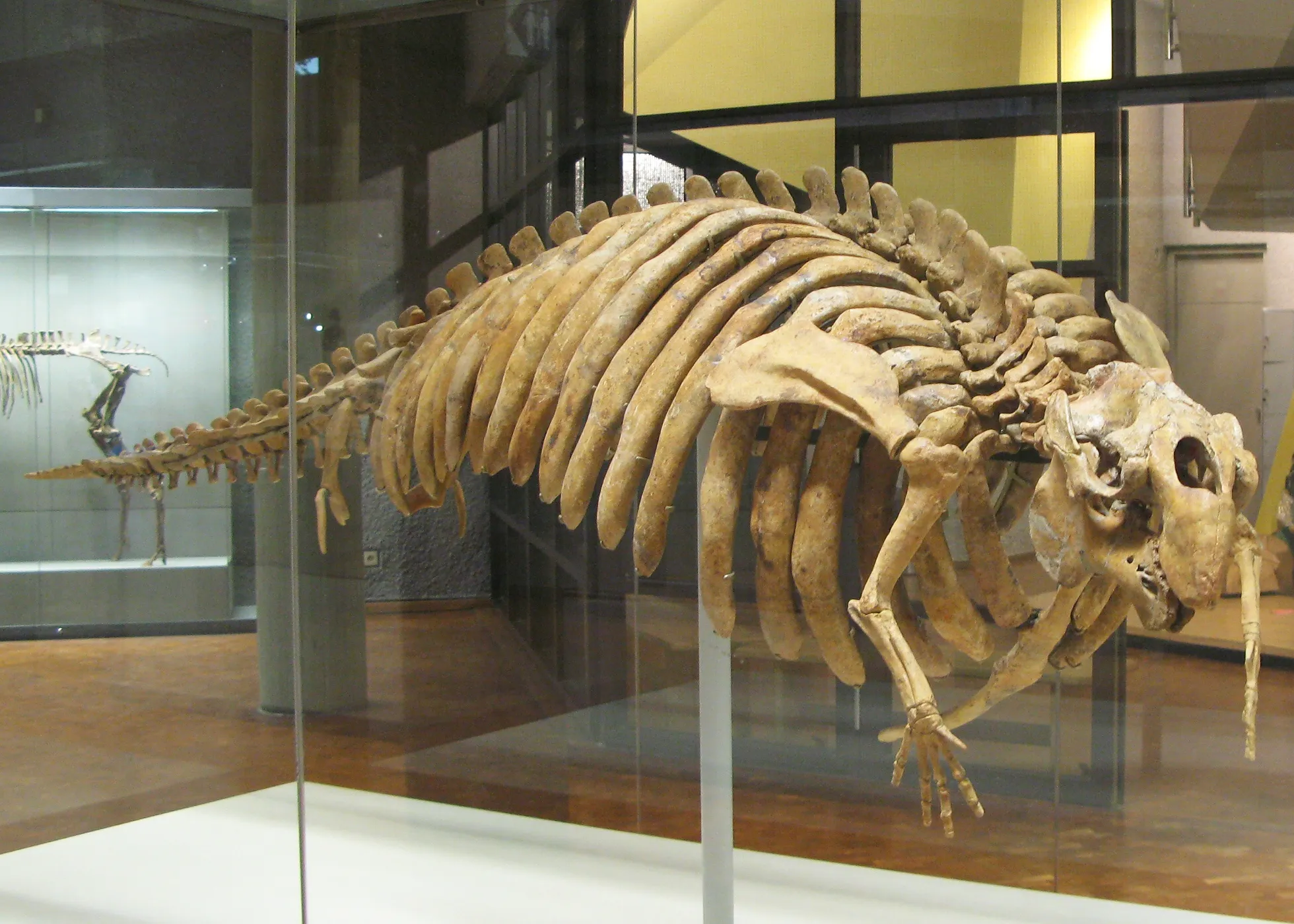 Photo showing: Seekuh (Halitherium)- Alttertiär/Oligozän - Flonheim (Mainzer Becken) - aufgenommen im Museum am Löwentor, Stuttgart