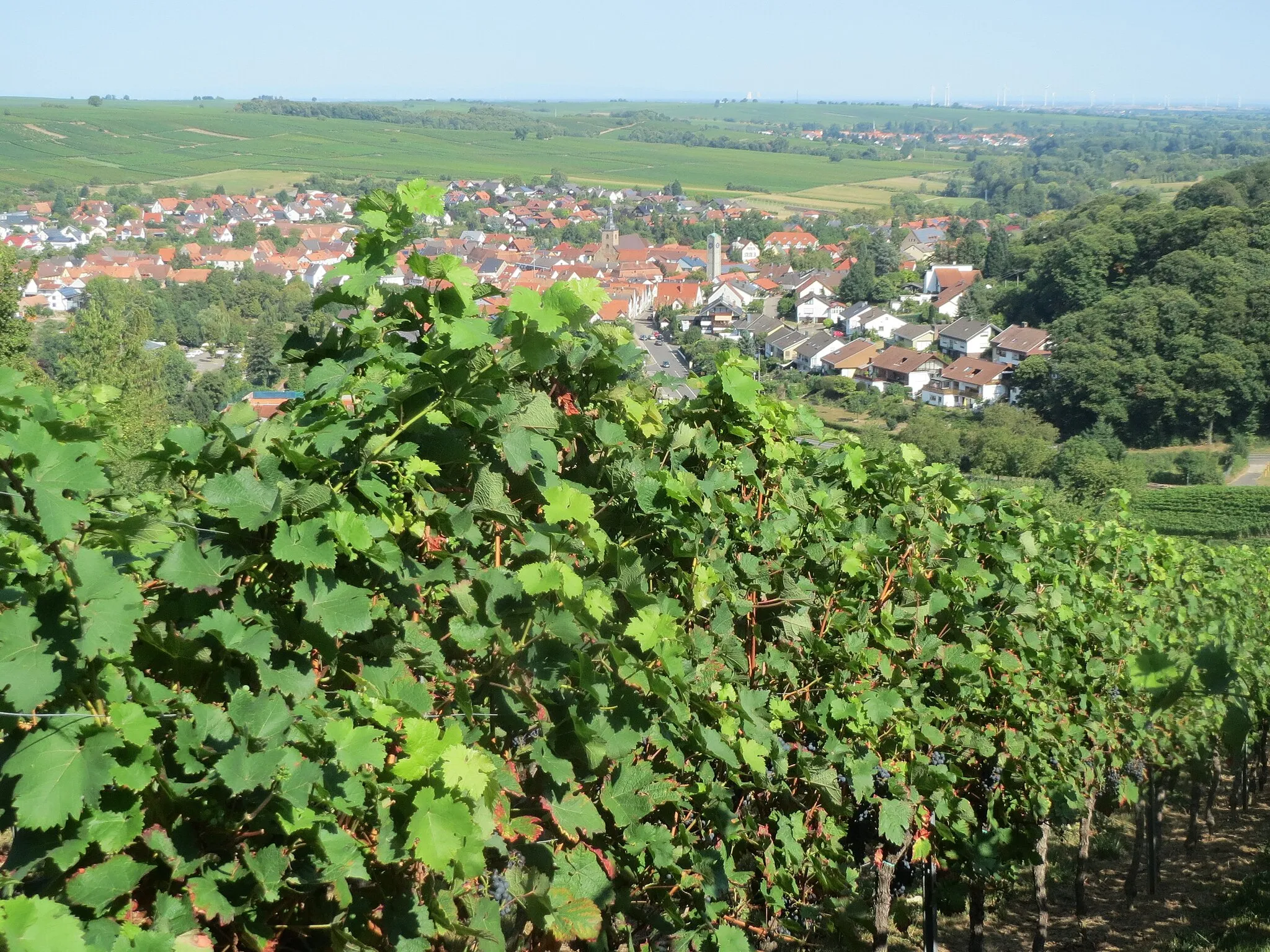 Photo showing: Weinberge oberhalb von Klingenmünster