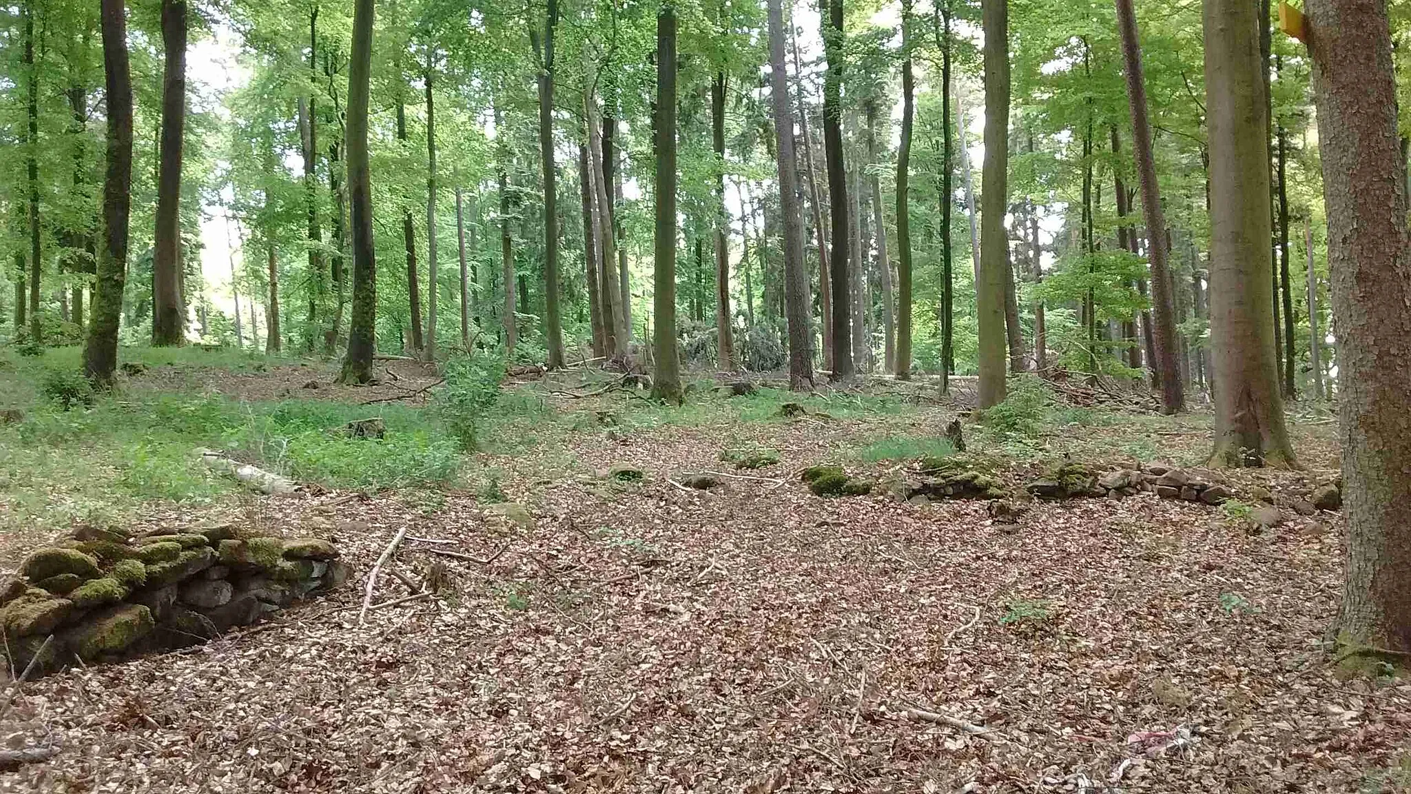 Photo showing: Remains of the former forest cattle pasture near Kaiserplatz (Alte Unger) in the monastery forest of Lambrecht