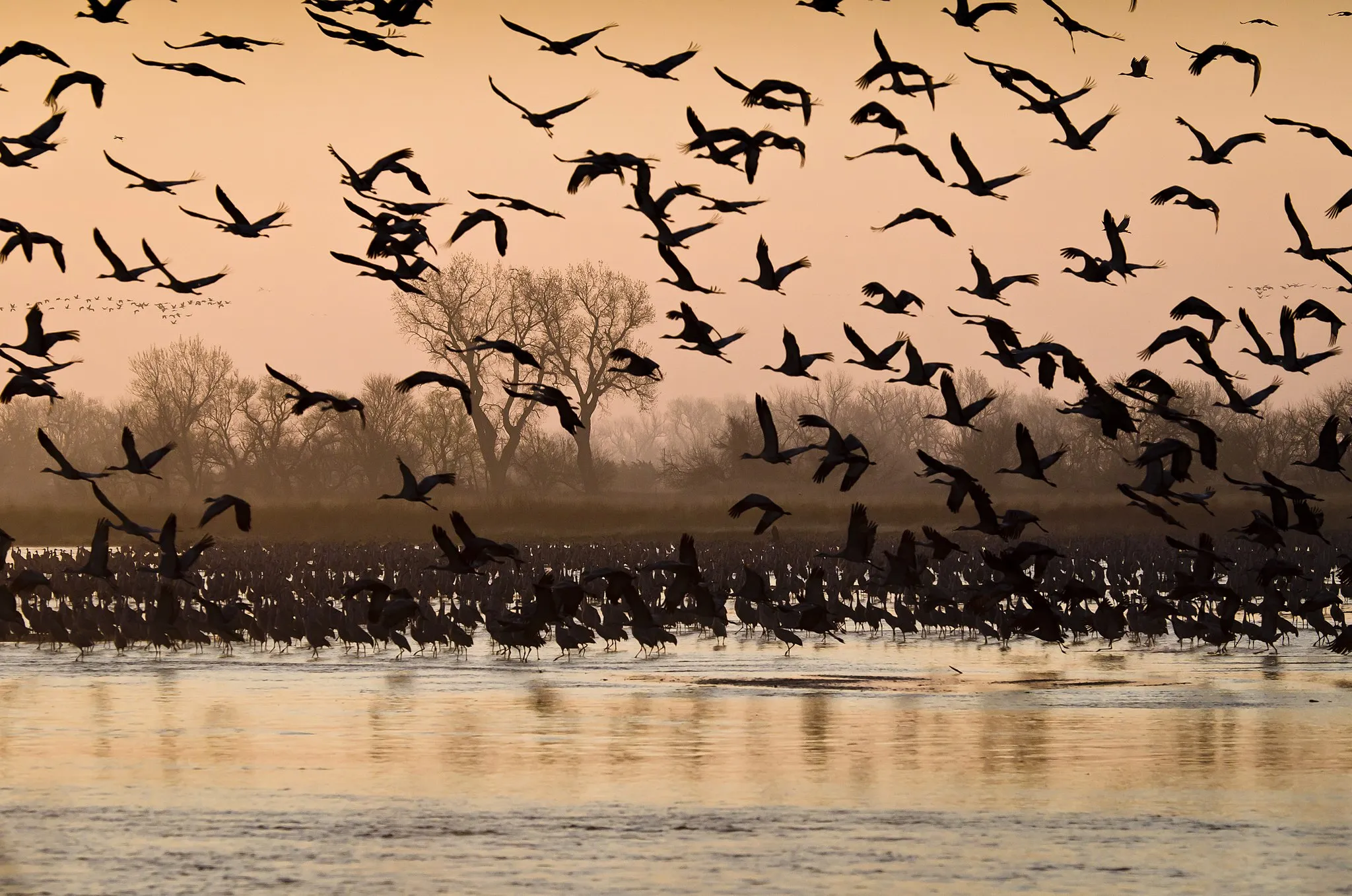 Photo showing: Every year hundreds of thousands of sandhill cranes congregate on the Platte River during their Spring migration, forming large flocks that use the sandbars of the Platte River as a nightime refuge before dispersing to local fields to feed during the day.
Credit: Larry Crist / USFWS

Photo Contest Entry #152