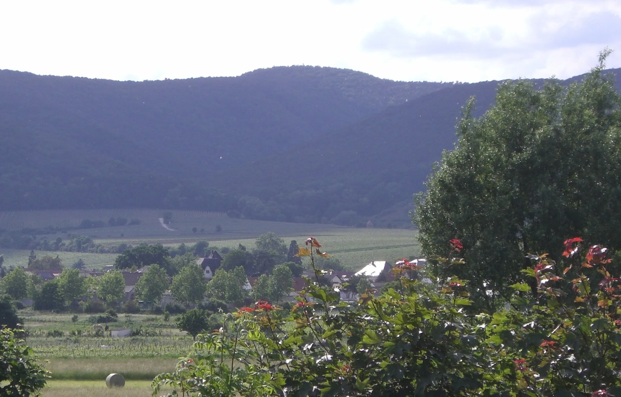 Photo showing: Der Eckkopf (Bildmitte), von Deidesheim fotografiert