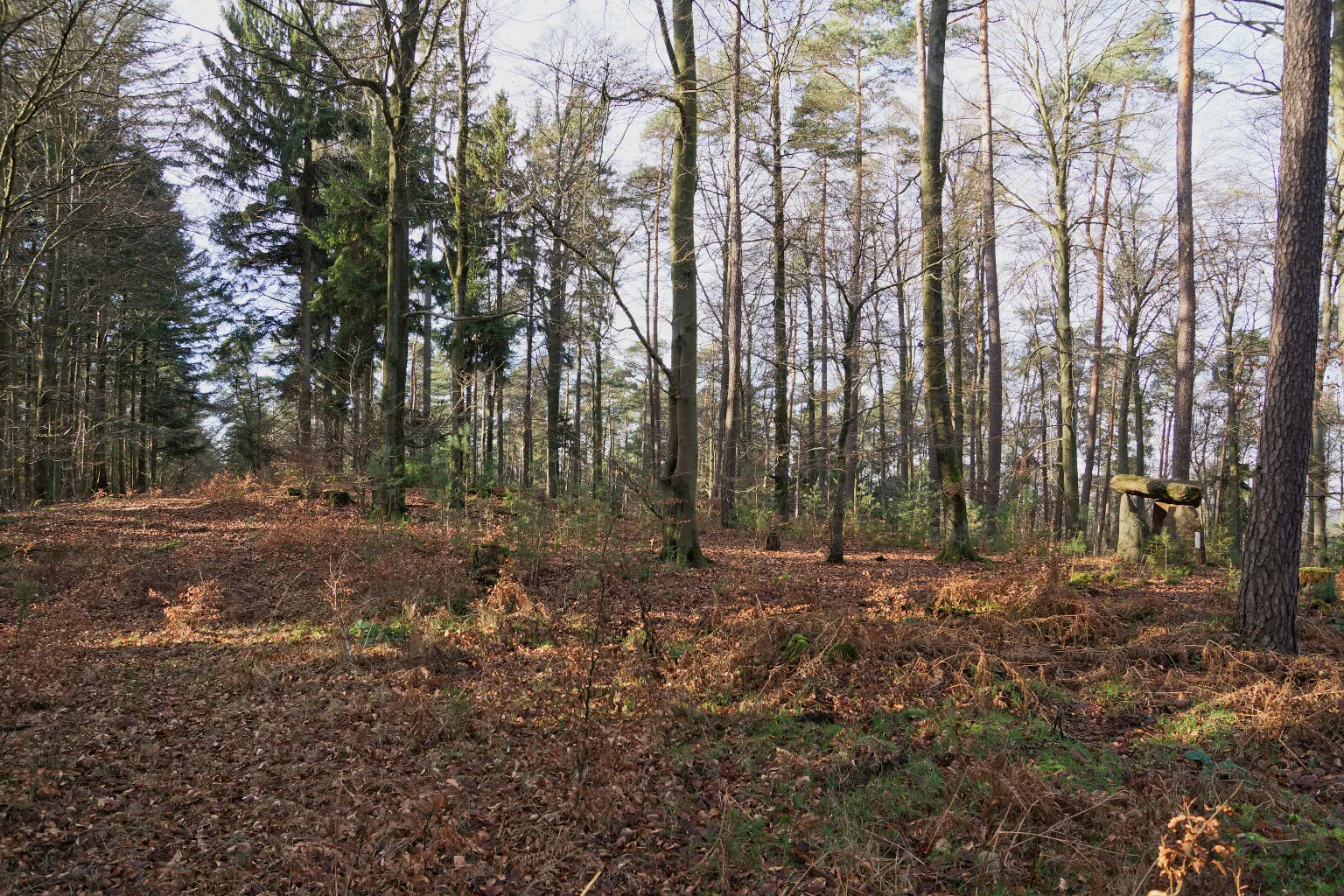 Photo showing: Gipfelbereich des Mollenkopfes (Pfälzerwald)