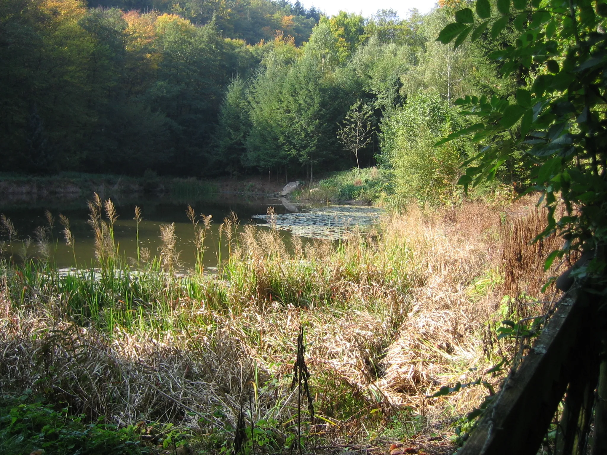 Photo showing: Waldteich bei Kreershäuschen