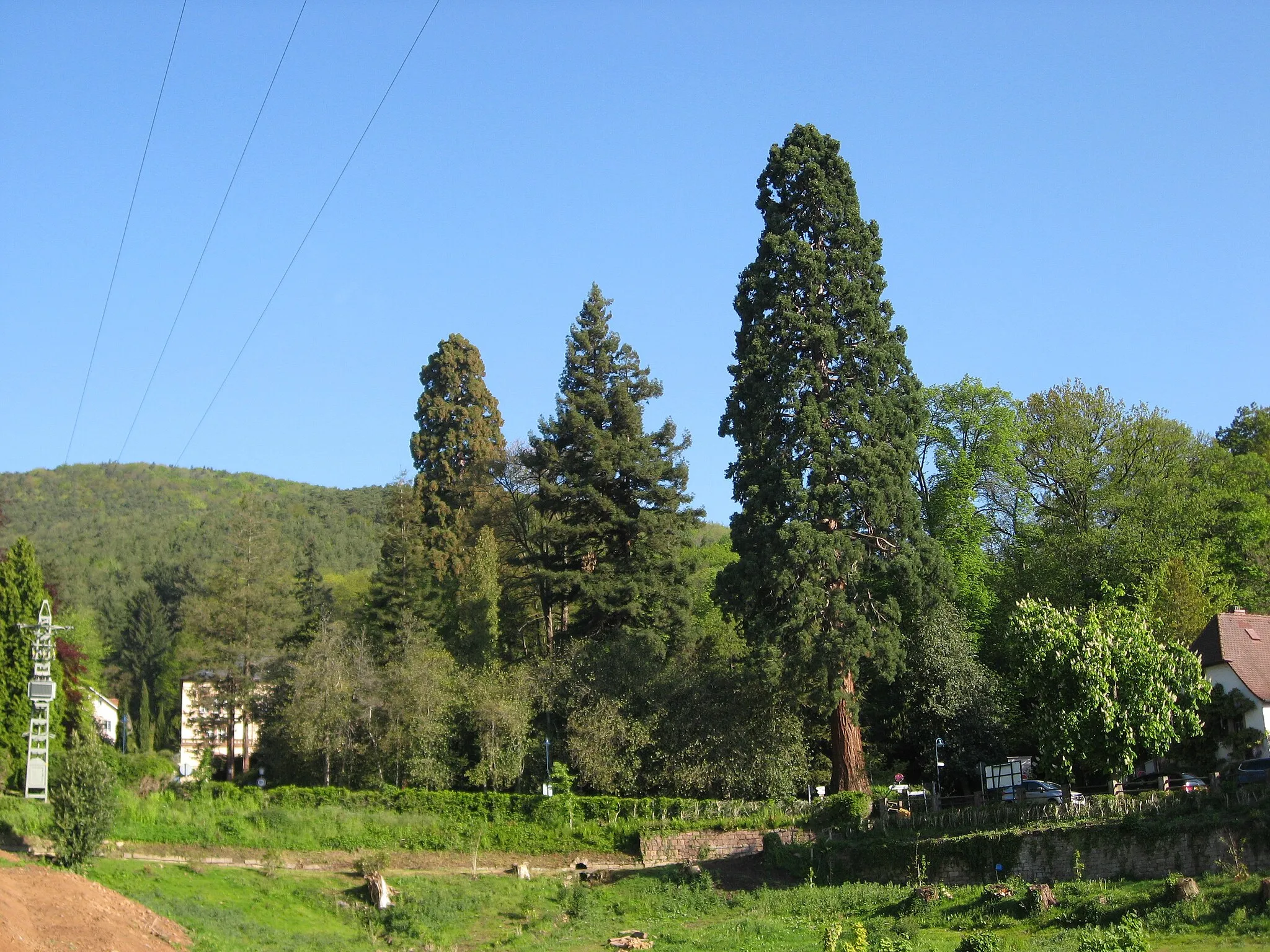 Photo showing: Naturdenkmal Exotischer Garten in Gleisweiler, mit zwei Riesenmammutbäumen (Sequoiadendron giganteum) und einem Küstenmammutbaum (Sequoia sempervirens)