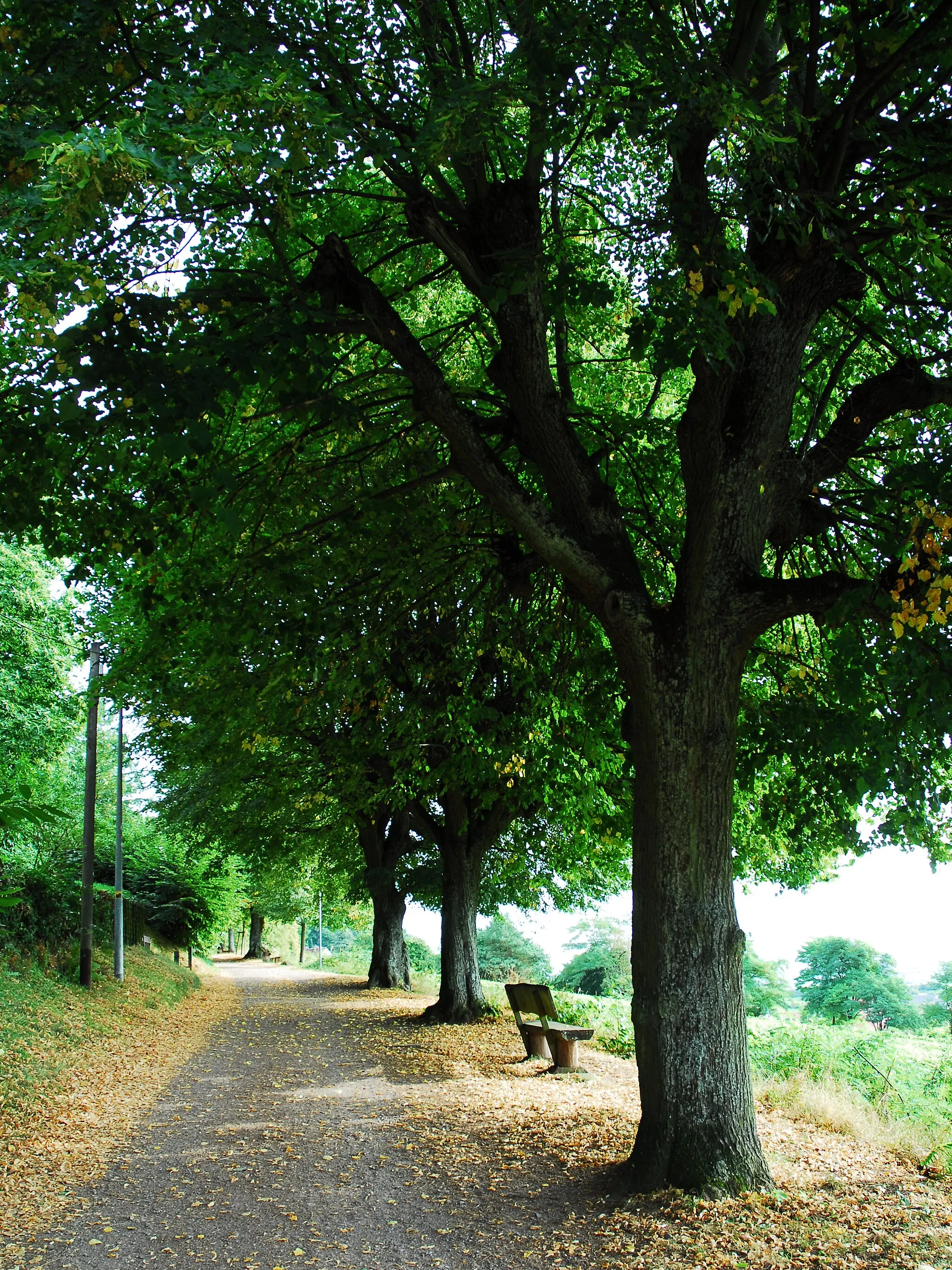 Photo showing: Als Naturdenkmal ausgewiesene Lindenallee in Gleisweiler, Lindenallee.