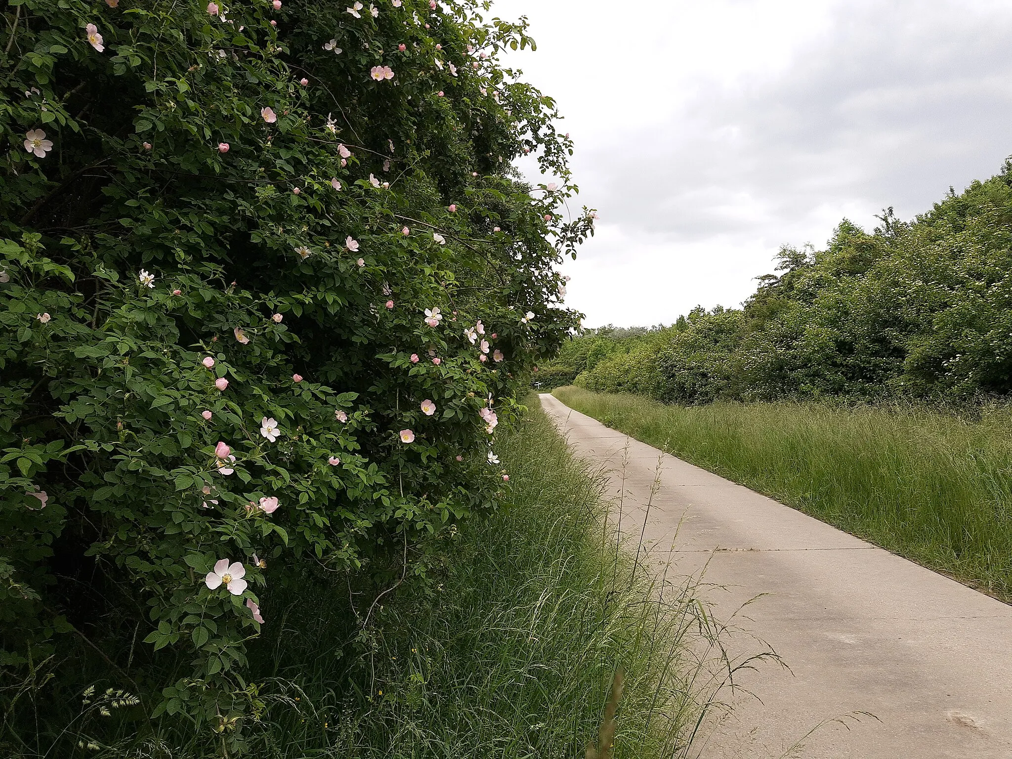 Photo showing: Hessenaue, route towards Rhine