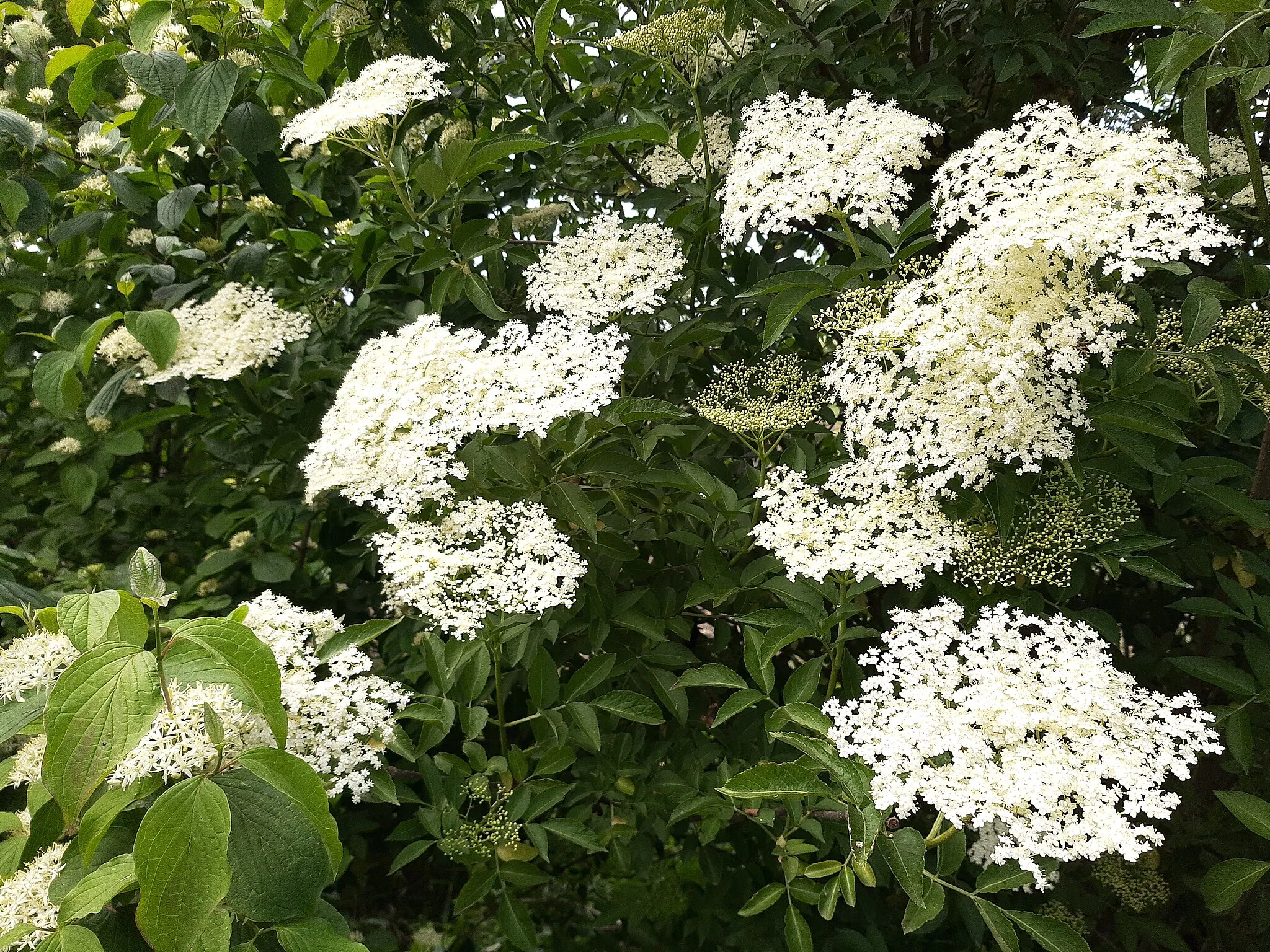 Photo showing: Hessenaue, elder in bloom