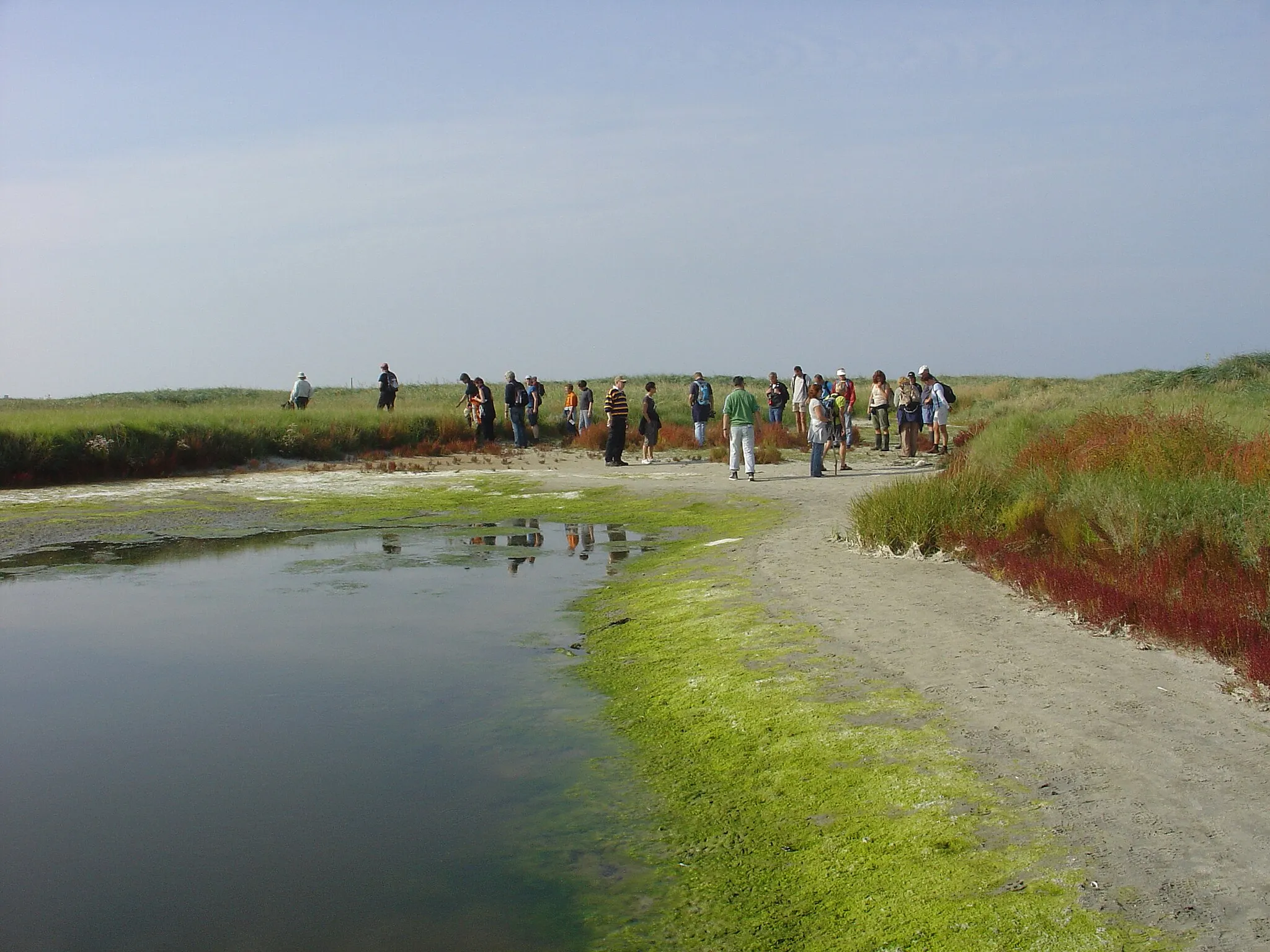 Photo showing: Rottumeroog salt marsh excursion