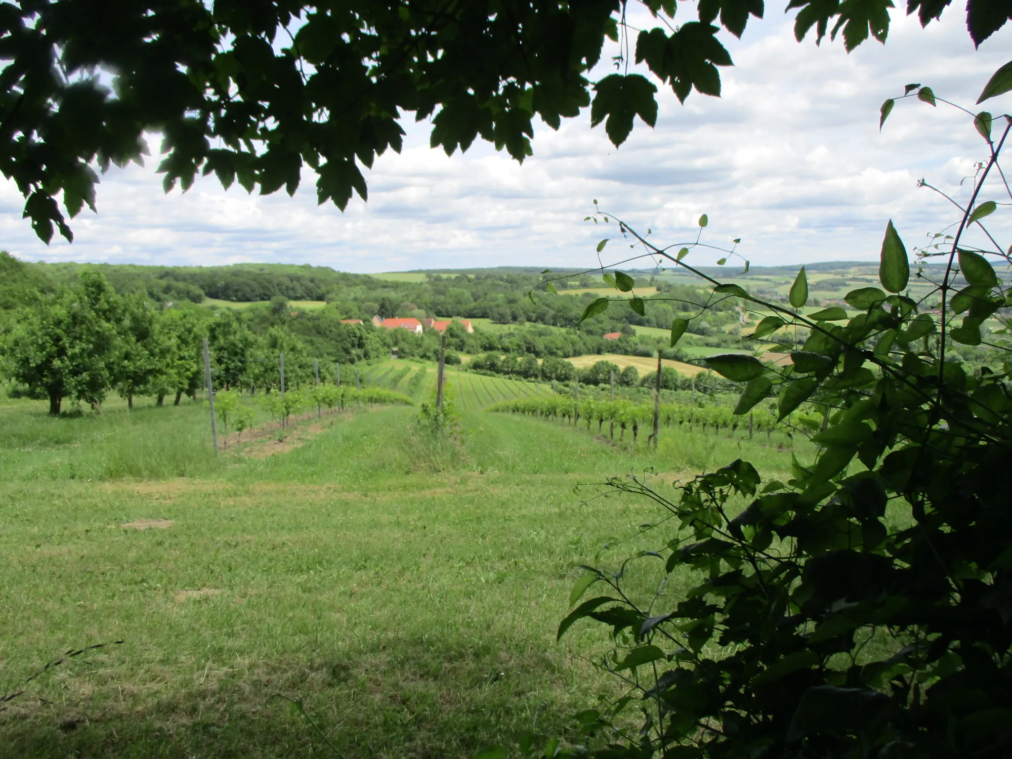 Photo showing: Weinberg am Wintringer Hof bei Kleinblittersdorf (Biosphärenreservat Bliesgau) - der hier angebaute Wein wird nicht vinifiziert sondern als Tafeltrauben verkauft